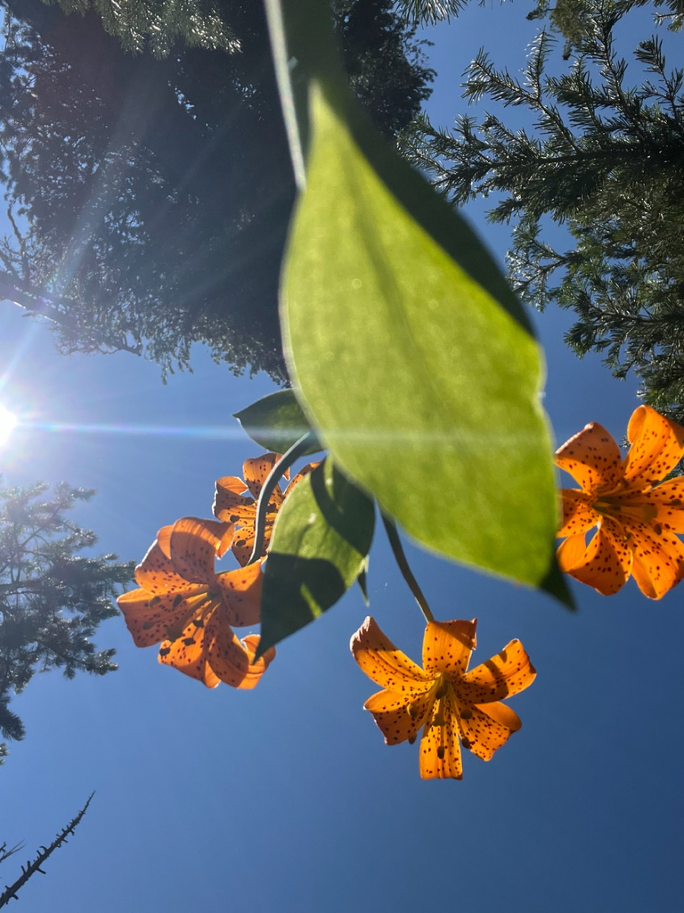 Kelley's Lily — photo 6