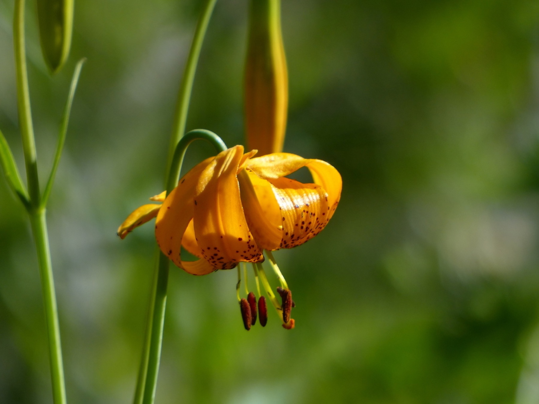 Kelley's Lily — photo 7
