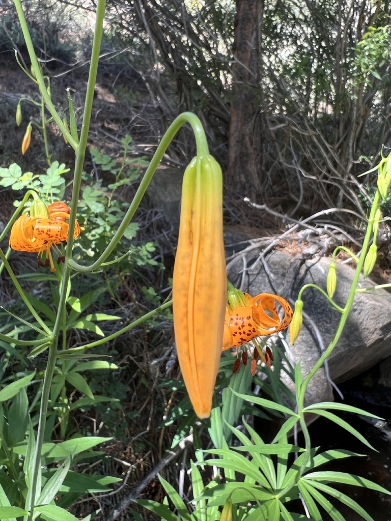 Kelley's Lily — photo 8