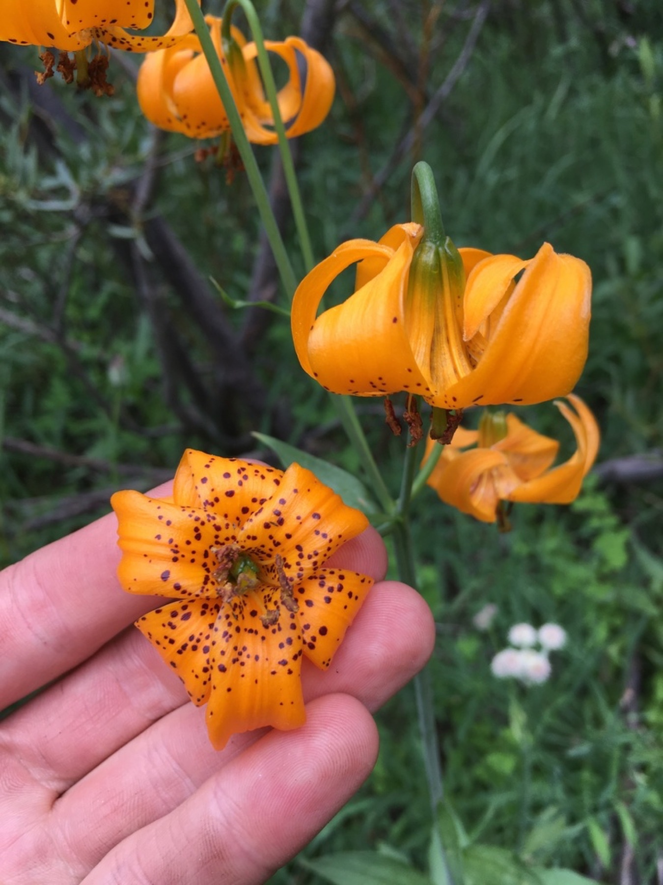 Kelley's Lily — photo 9