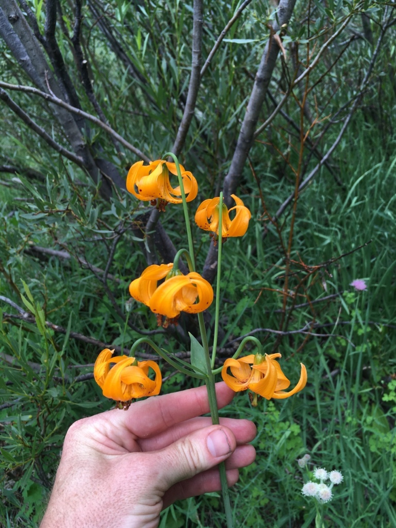 Kelley's Lily — photo 10