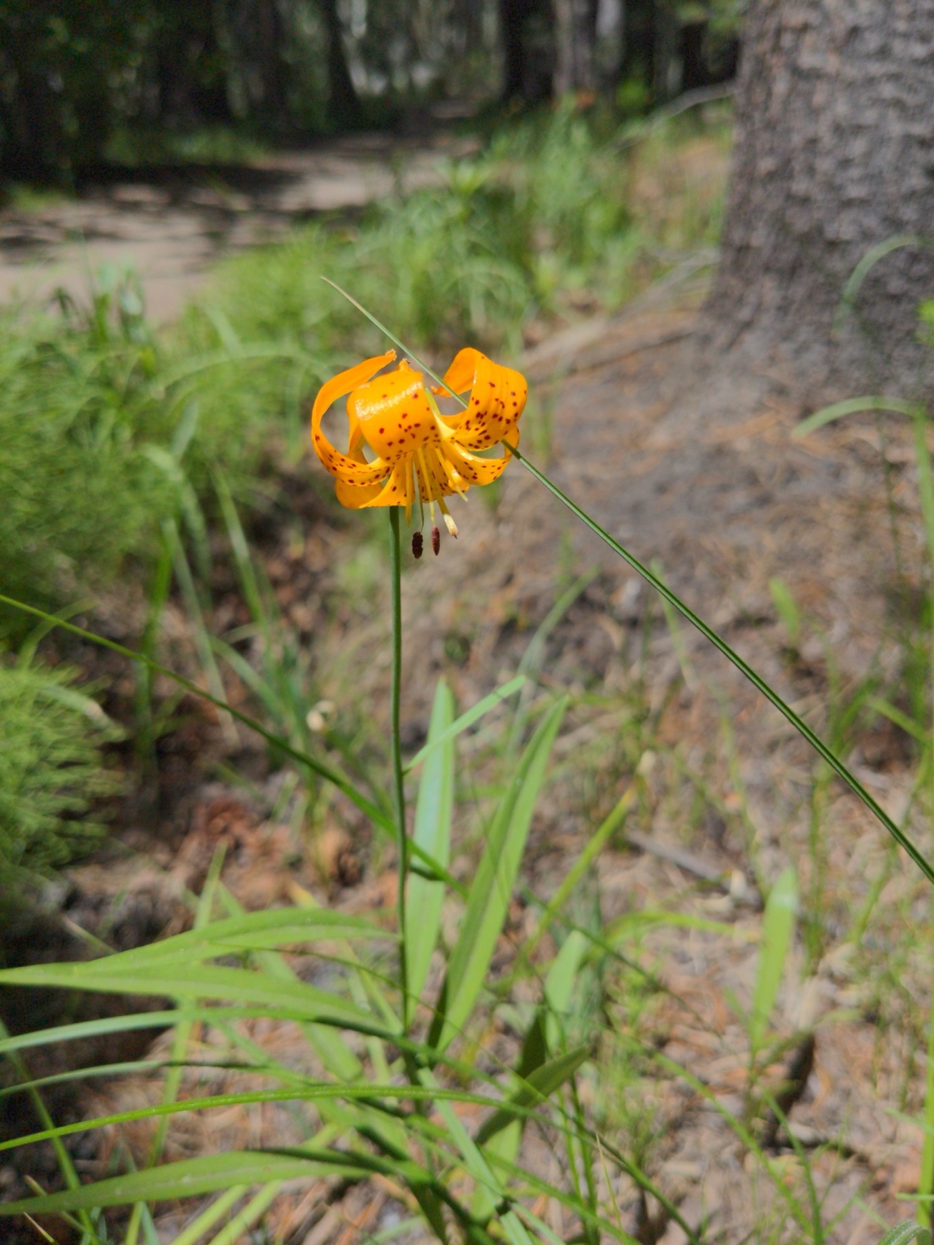 Kelley's Lily — photo 11