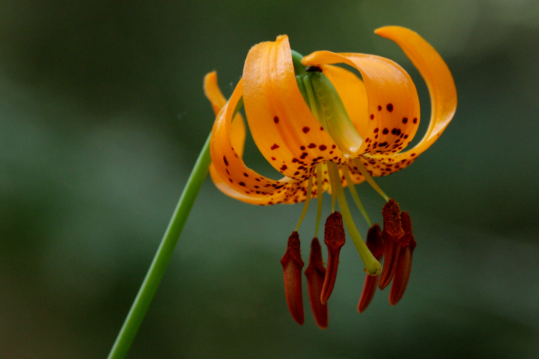 Kelley's Lily — photo 12