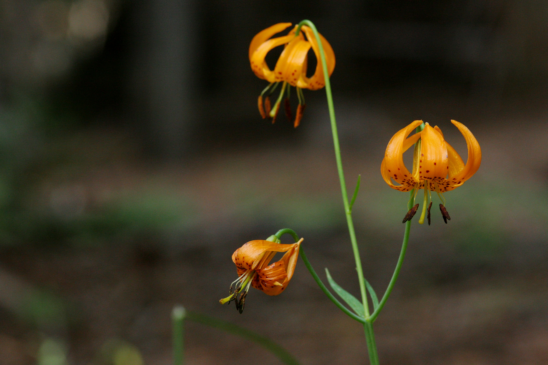 Kelley's Lily — photo 13