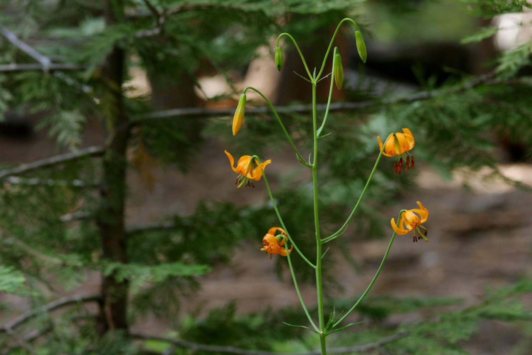 Kelley's Lily — photo 14