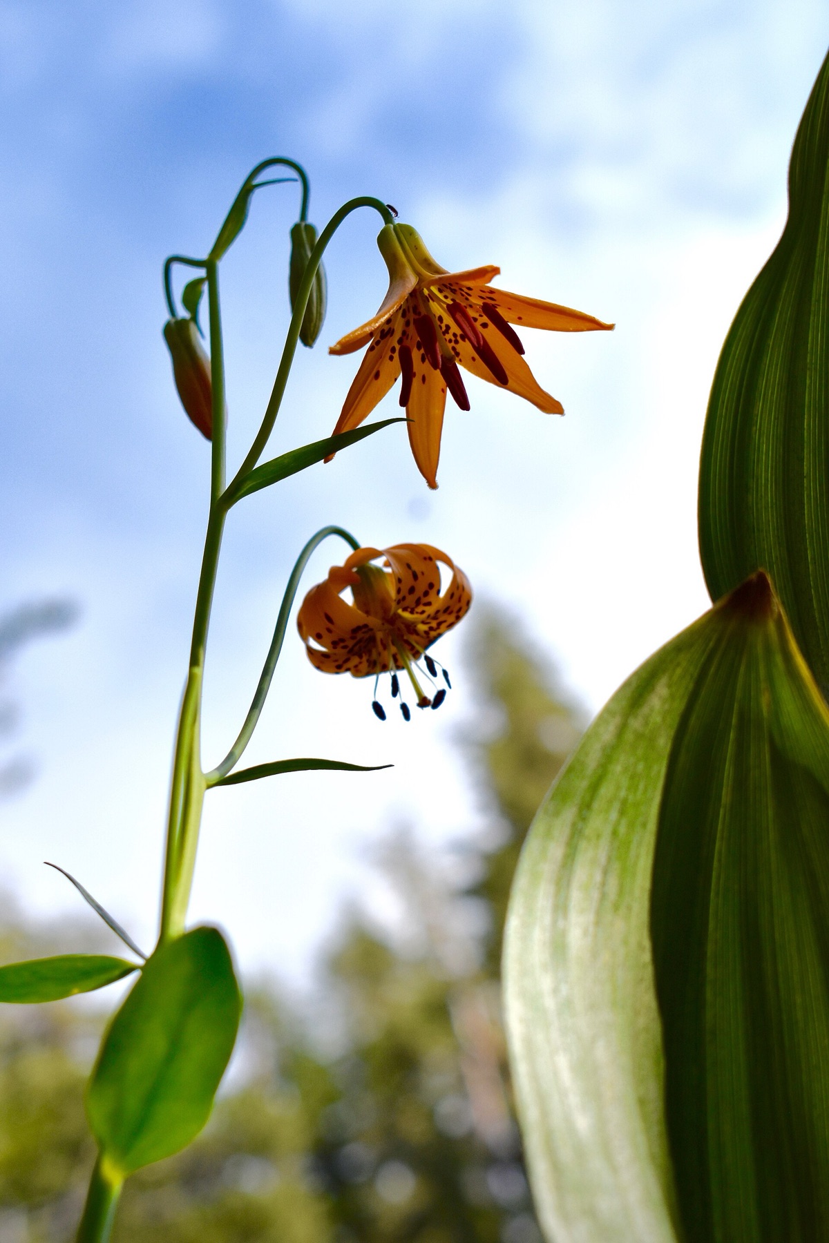 Kelley's Lily — photo 16