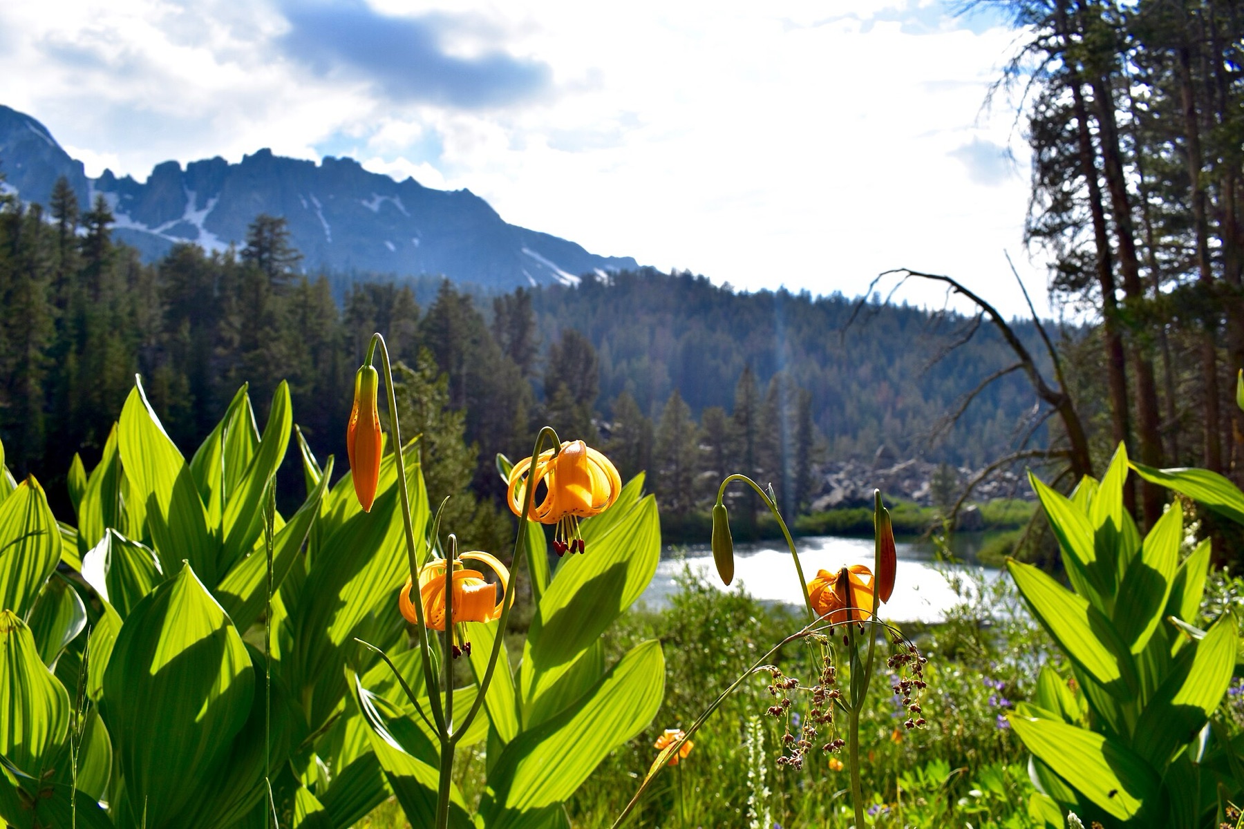 Kelley's Lily — photo 17