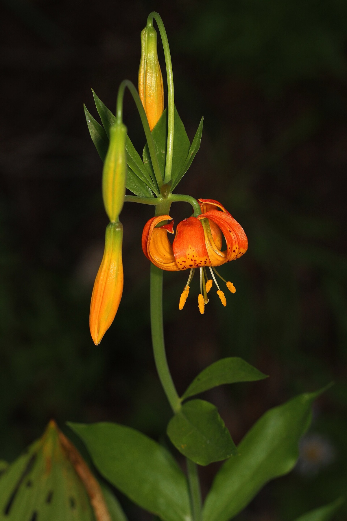 Kelley's Lily — photo 18