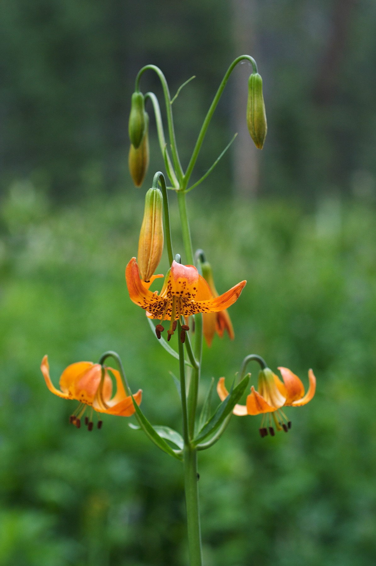Kelley's Lily — photo 19