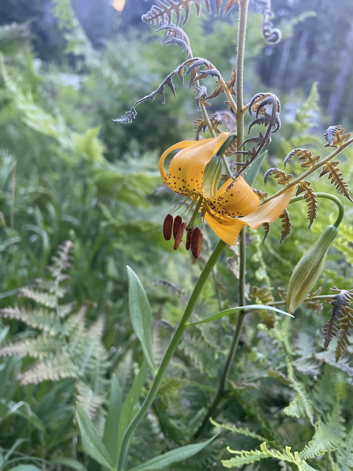 Kelley's Lily — photo 21