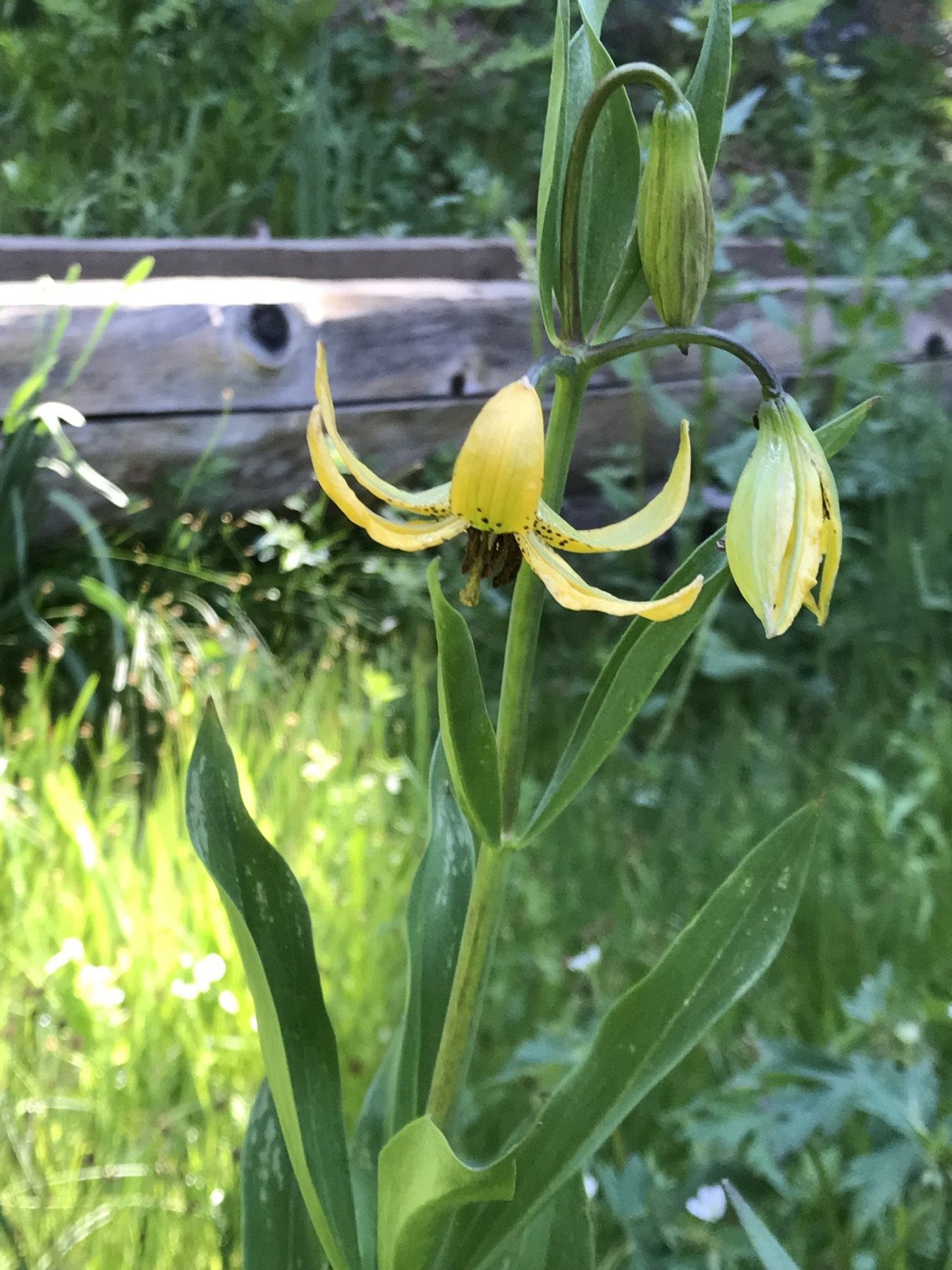 Kelley's Lily — photo 22