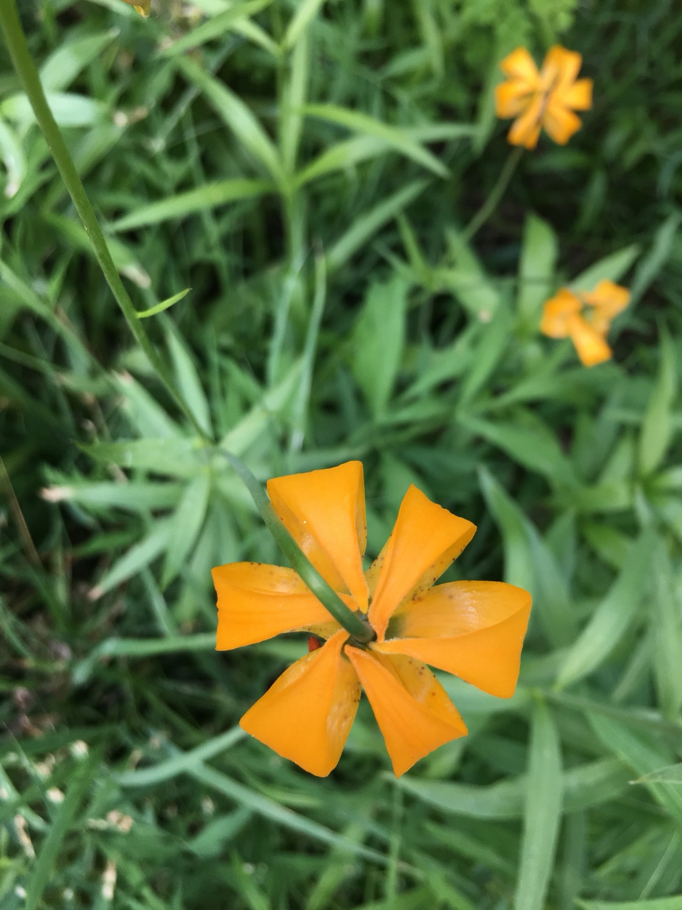 Kelley's Lily — photo 23