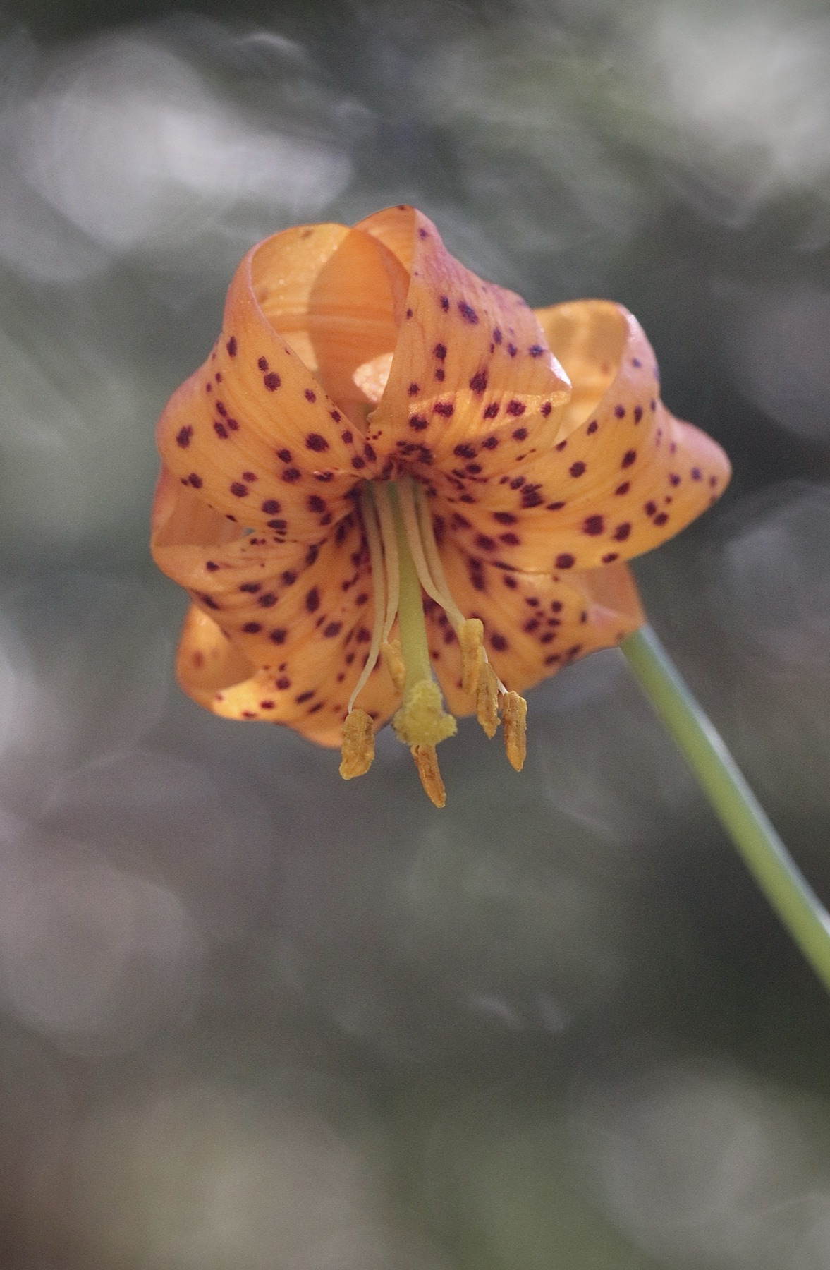 Kelley's Lily — photo 24