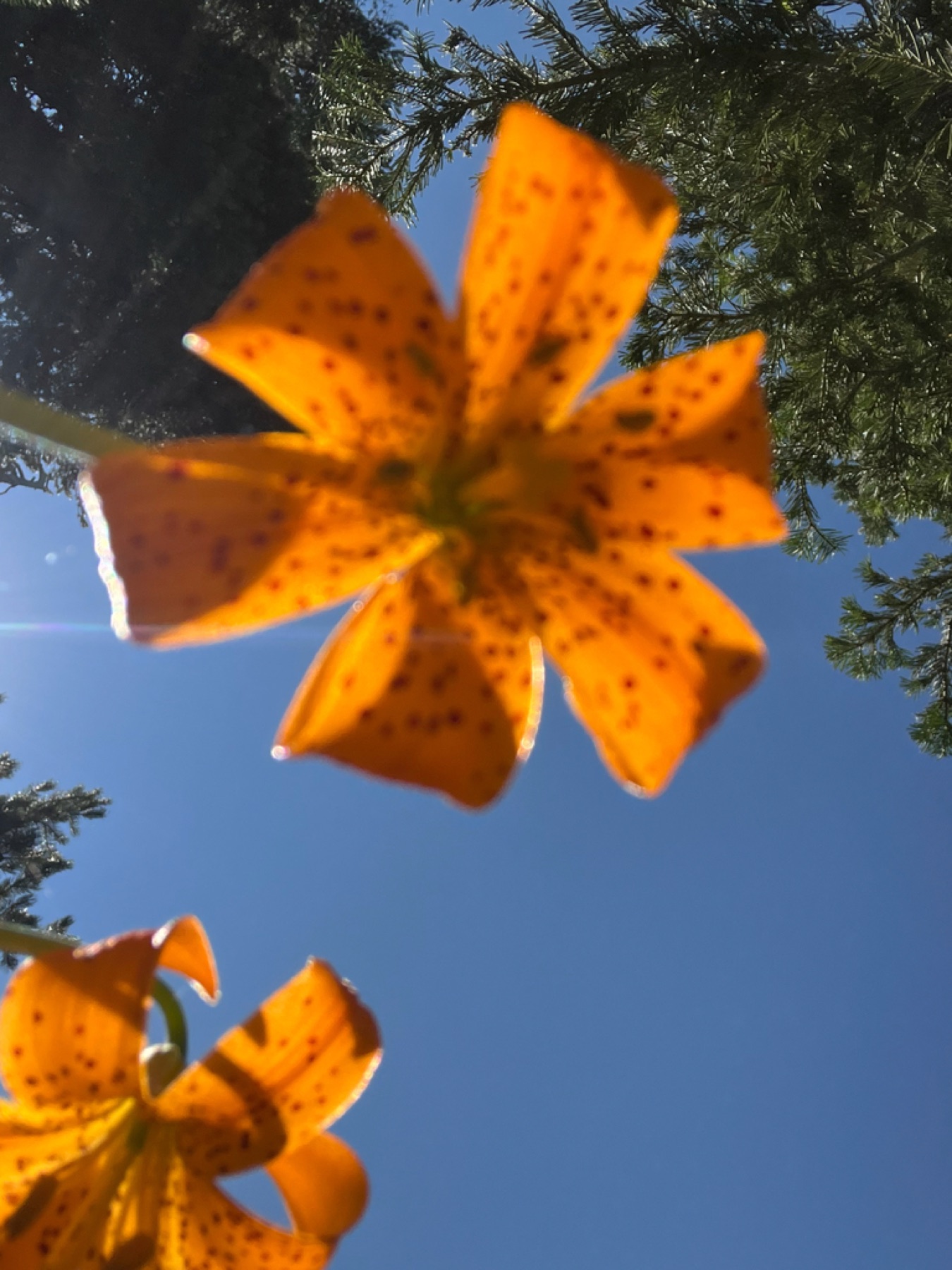 Kelley's Lily