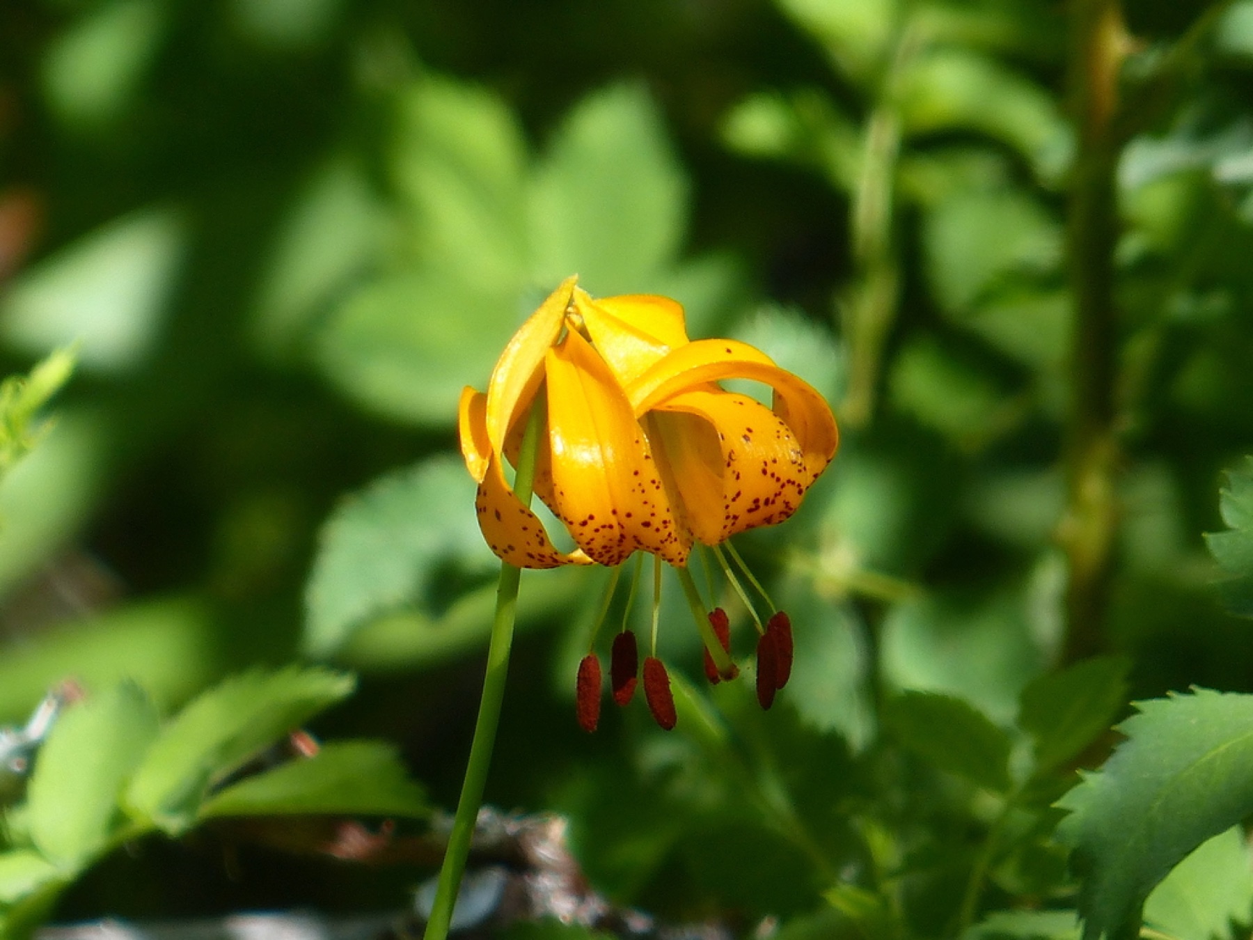 Kelley's Lily — photo 2