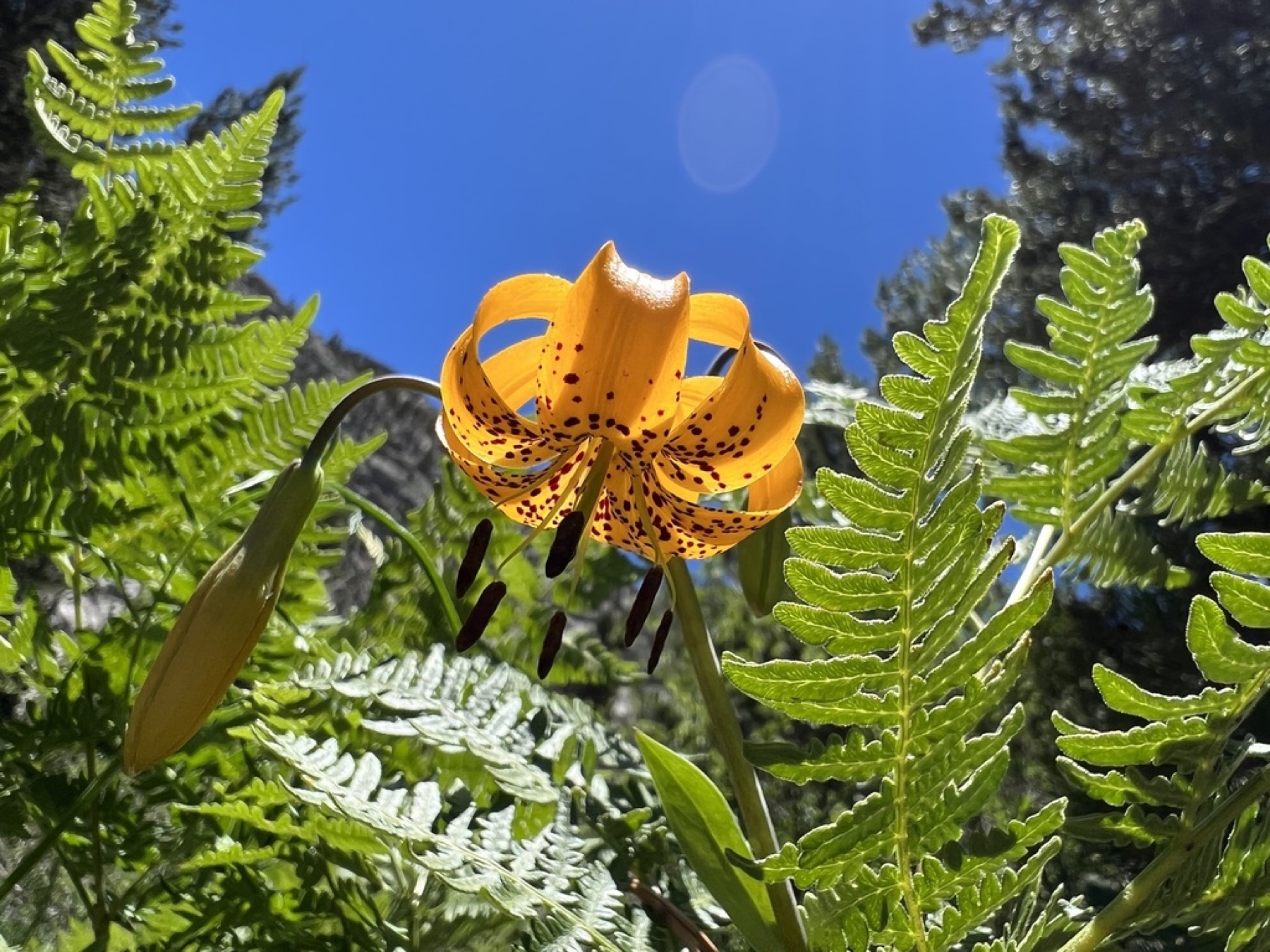 Kelley's Lily — photo 3
