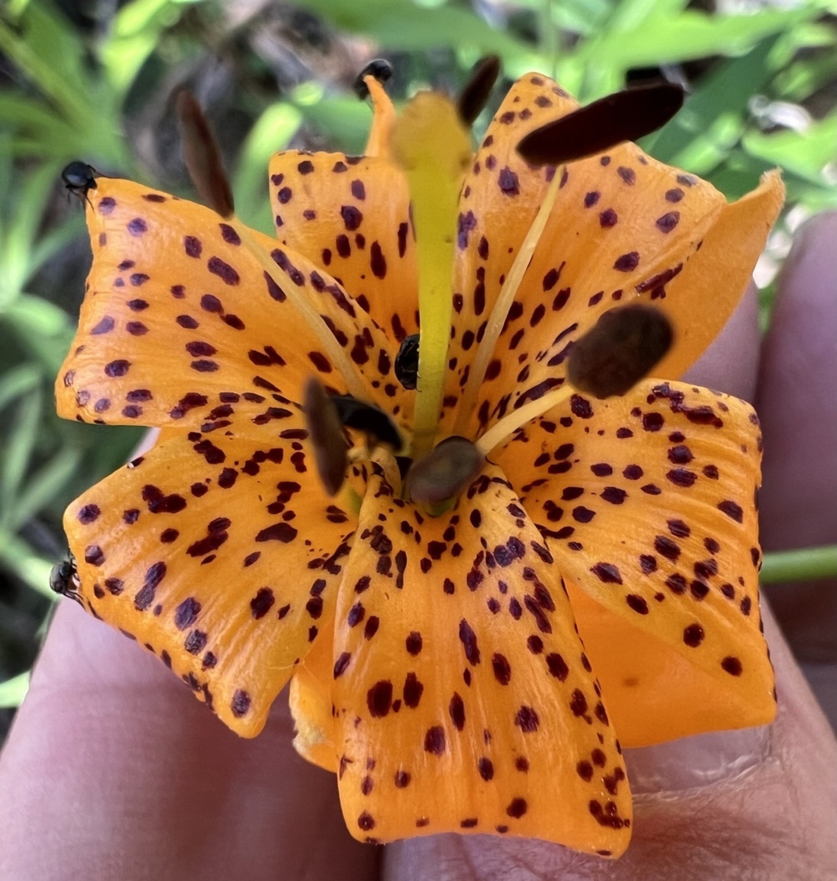 Kelley's Lily — photo 4