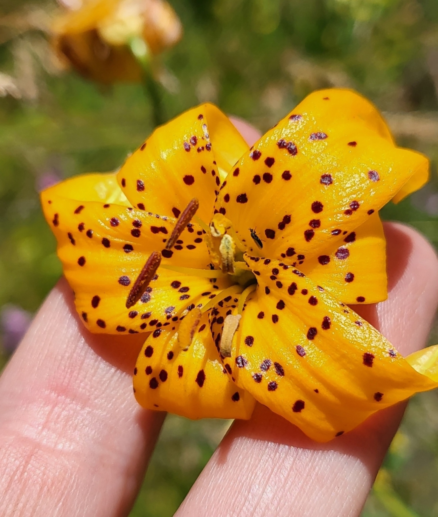 Kelley's Lily — photo 5