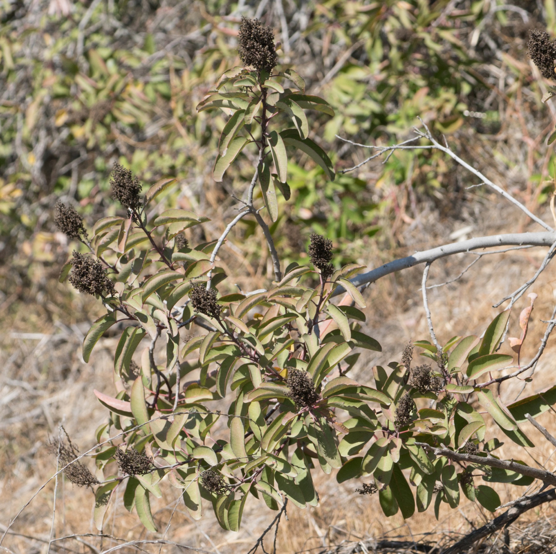 Laurel Sumac — photo 6