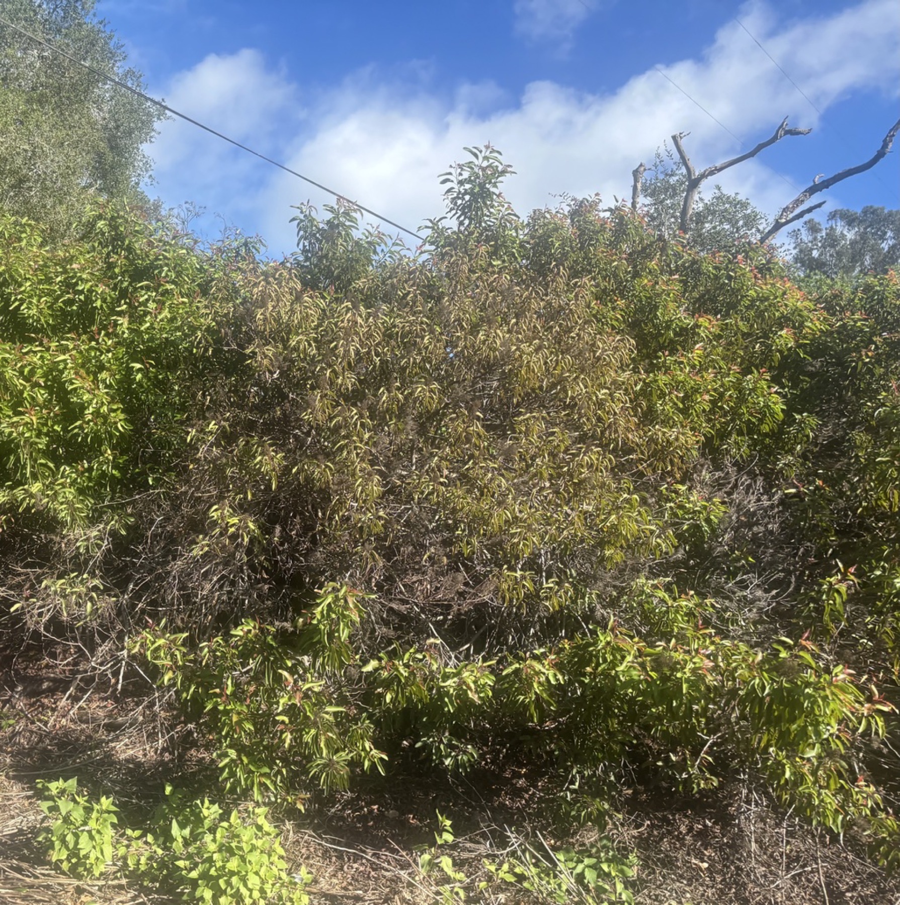 Laurel Sumac — photo 7