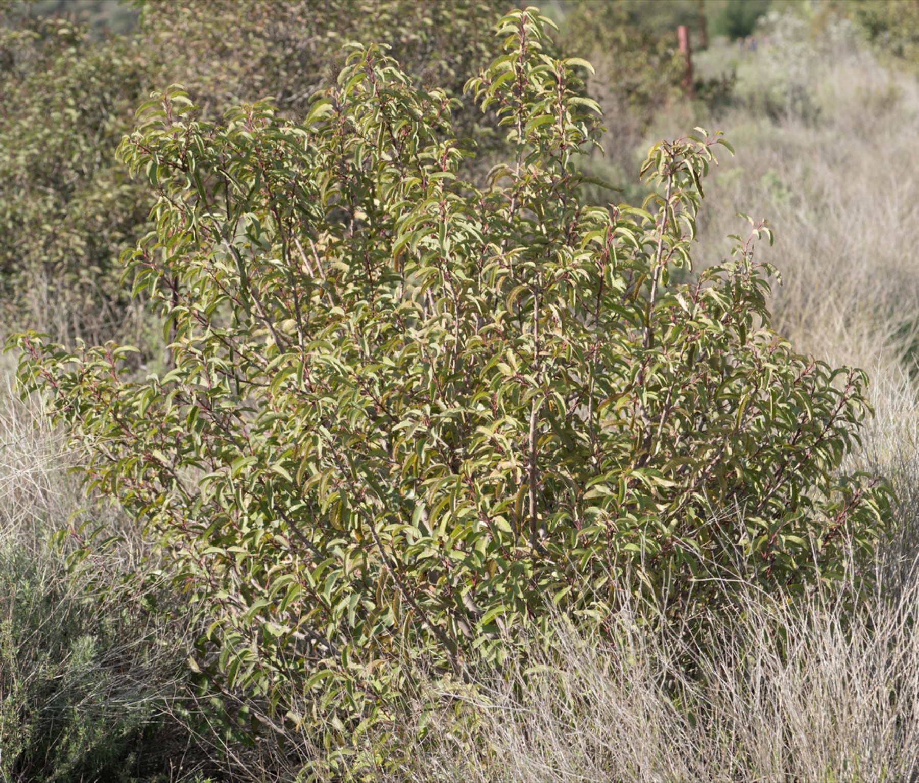 Laurel Sumac — photo 8