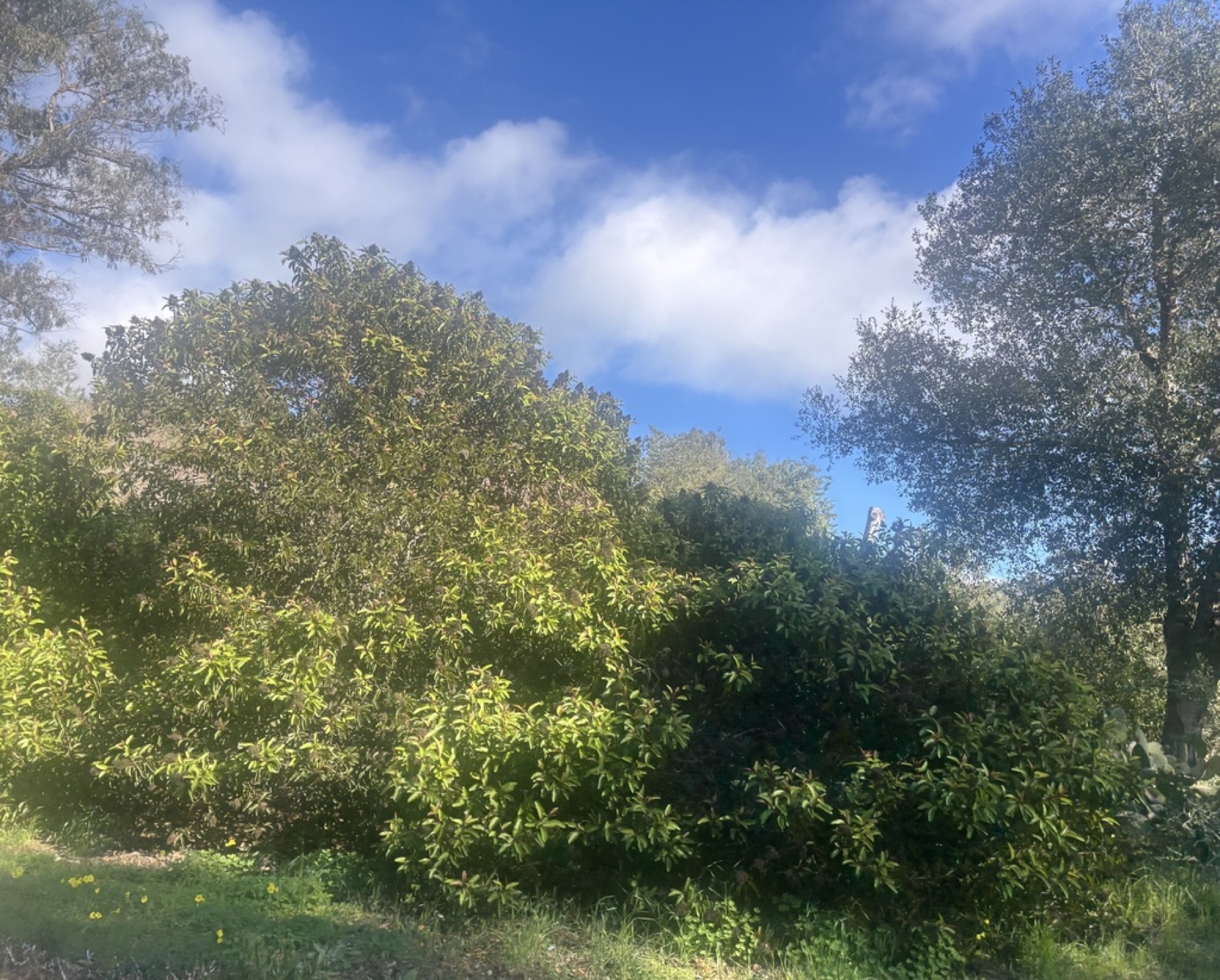 Laurel Sumac — photo 9