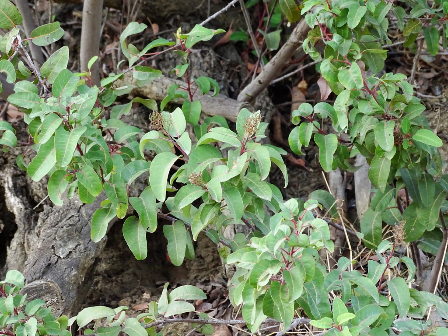Laurel Sumac — photo 10