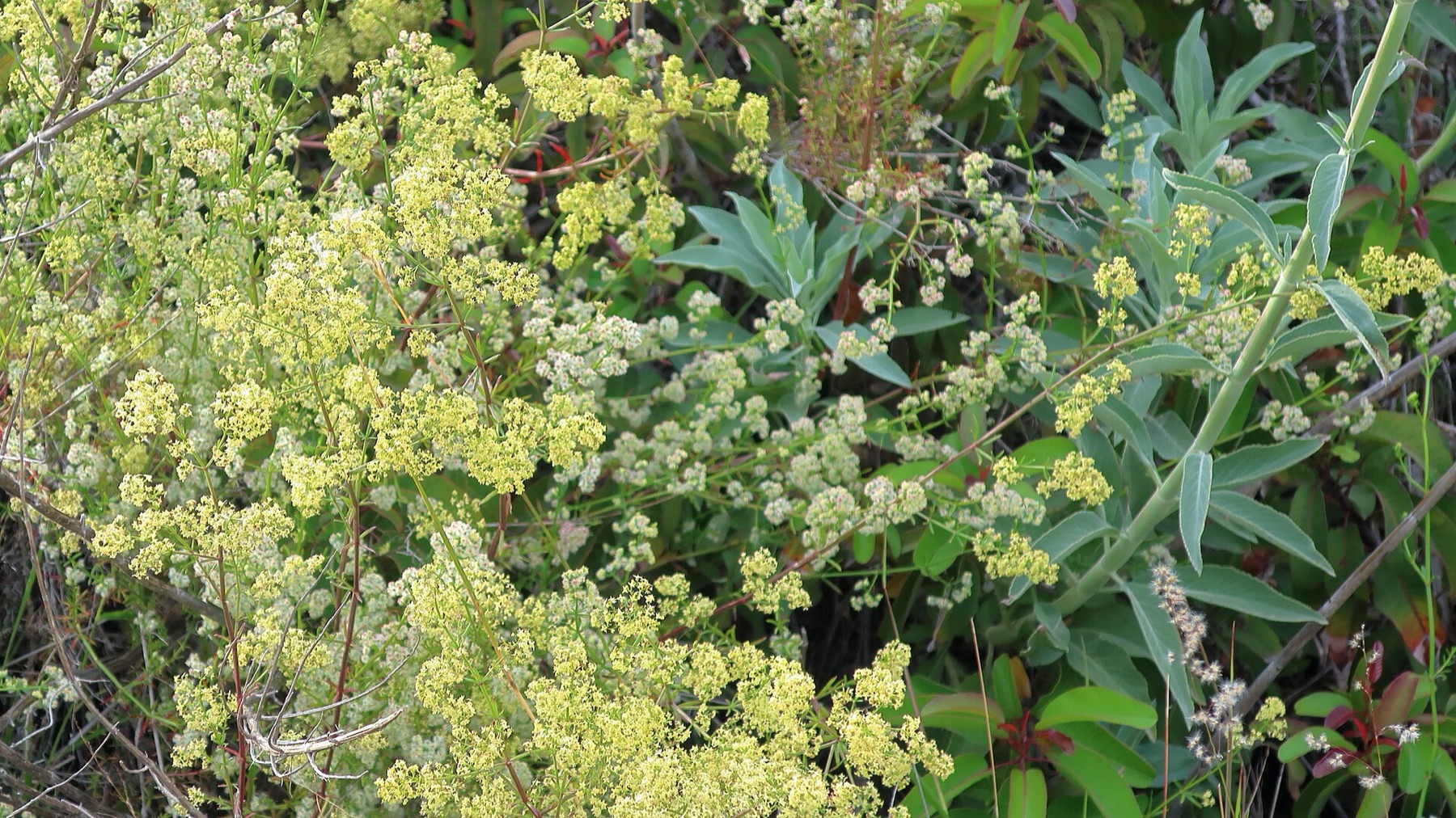 Laurel Sumac — photo 13