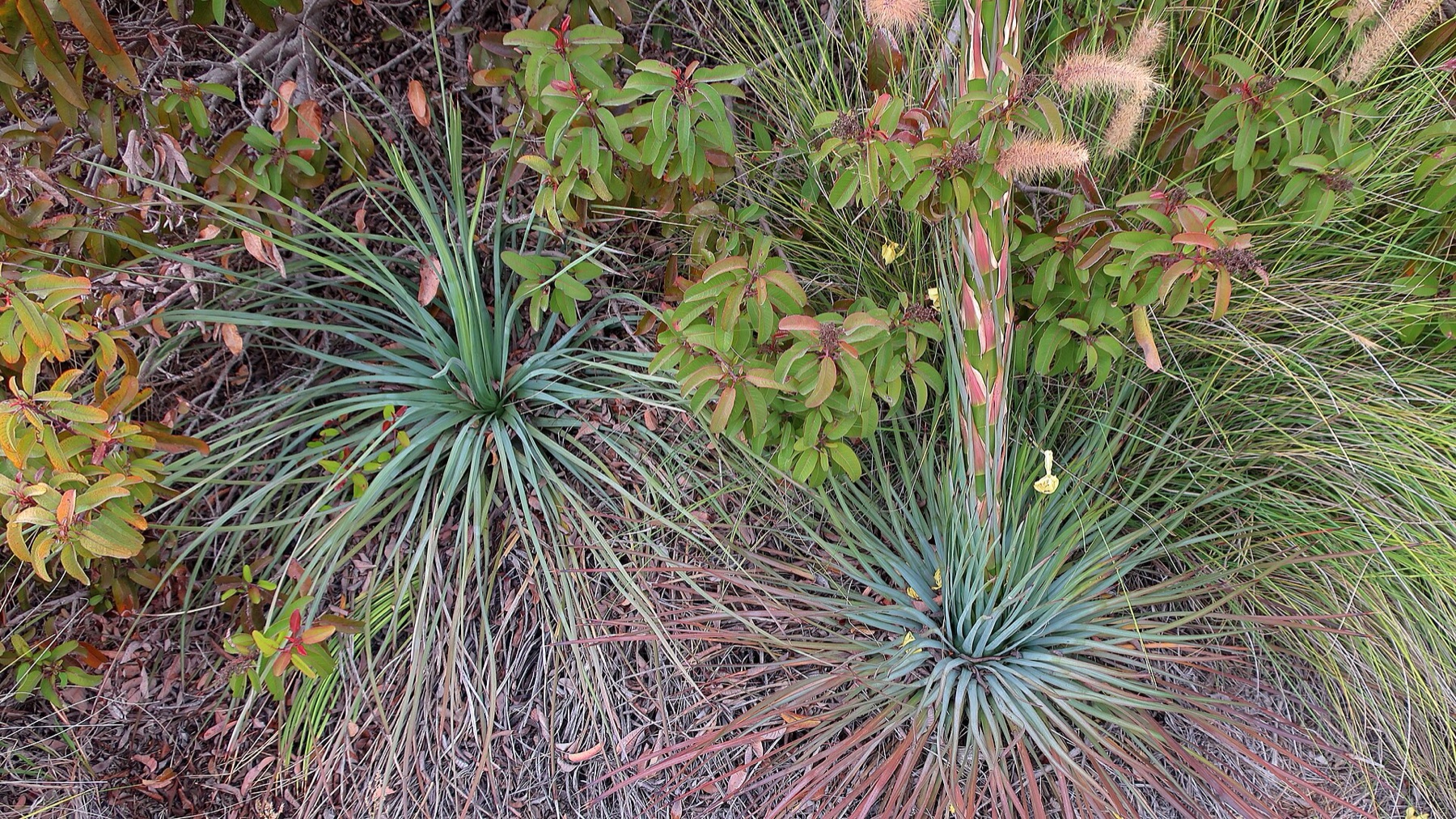 Laurel Sumac — photo 14