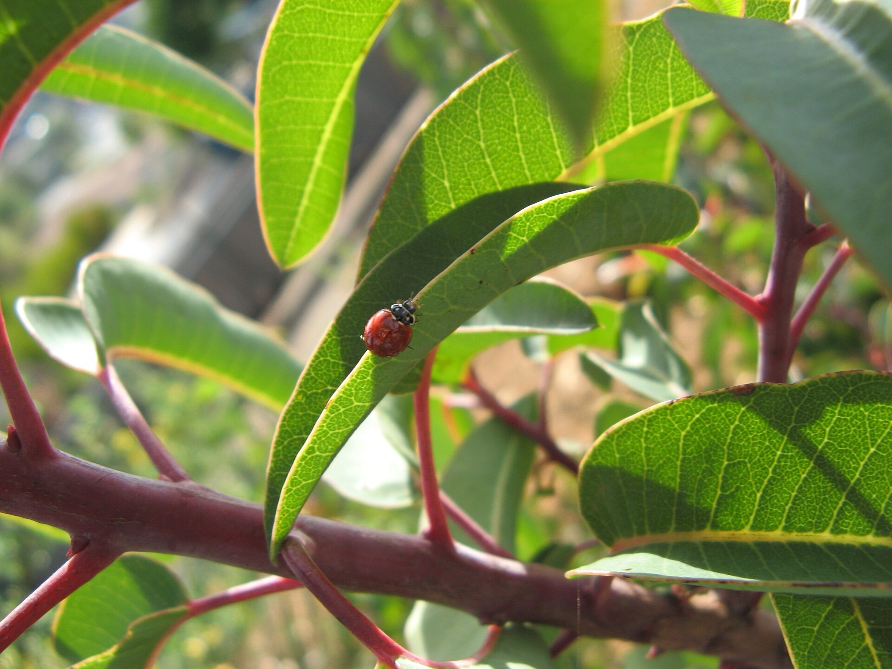 Laurel Sumac — photo 15