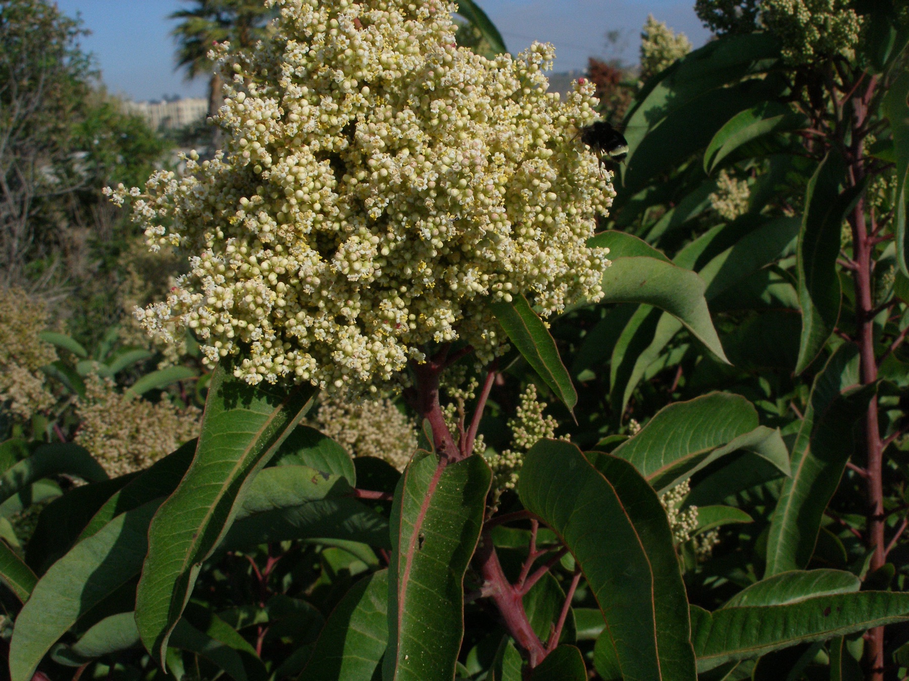 Laurel Sumac — photo 17