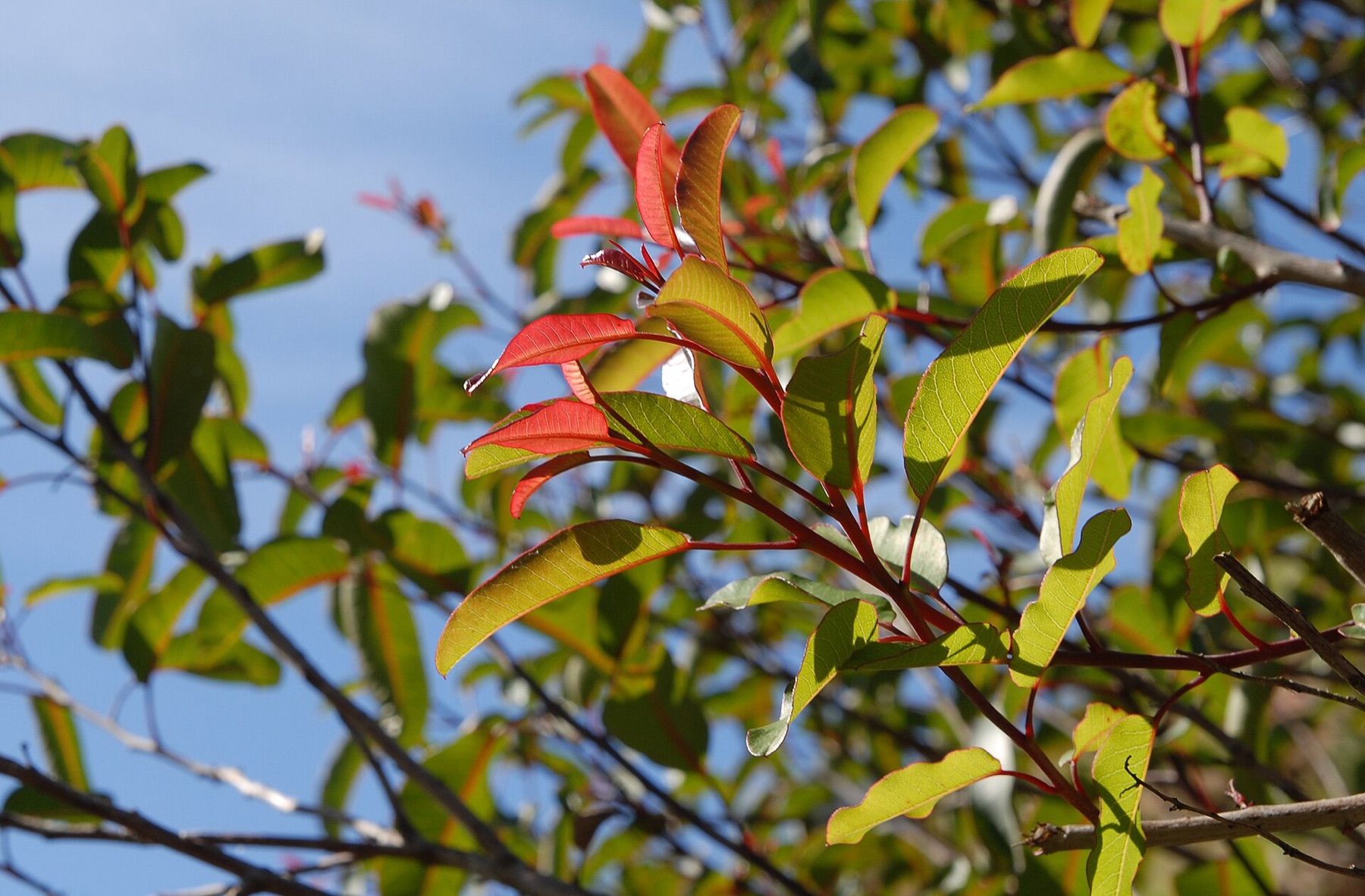 Laurel Sumac — photo 18