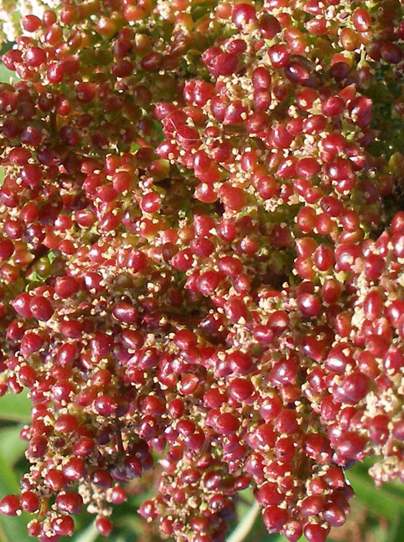 Laurel Sumac — photo 19