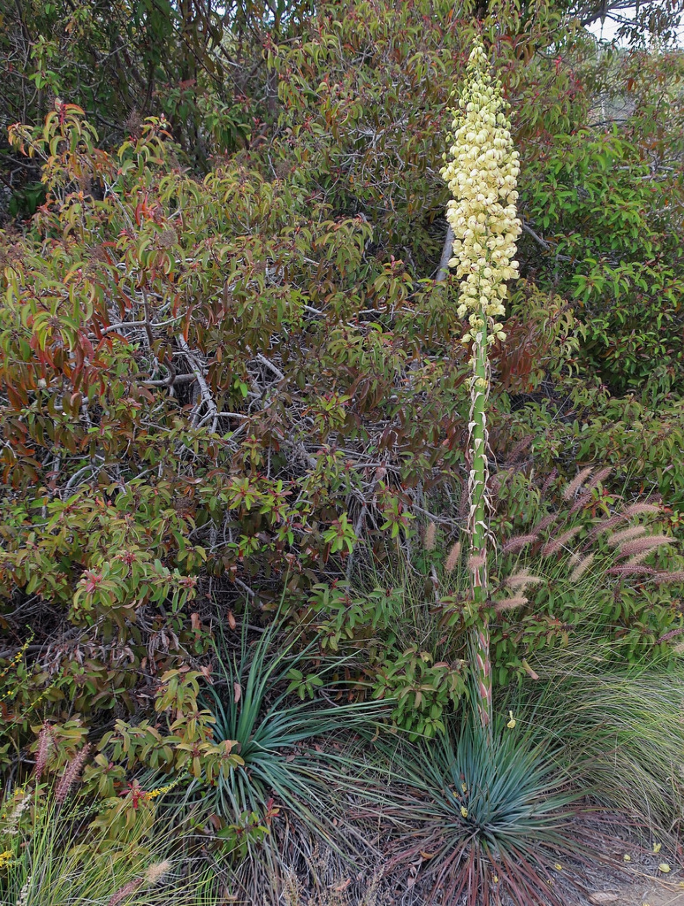 Laurel Sumac — photo 20