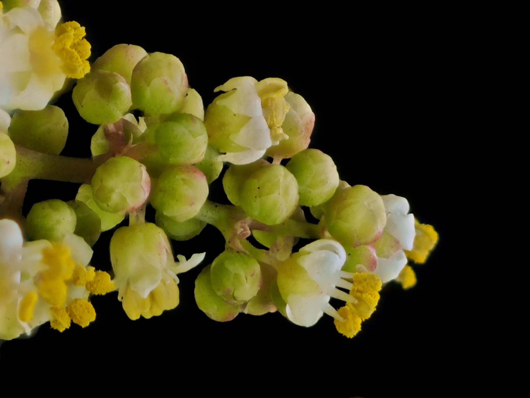 Laurel Sumac — photo 21