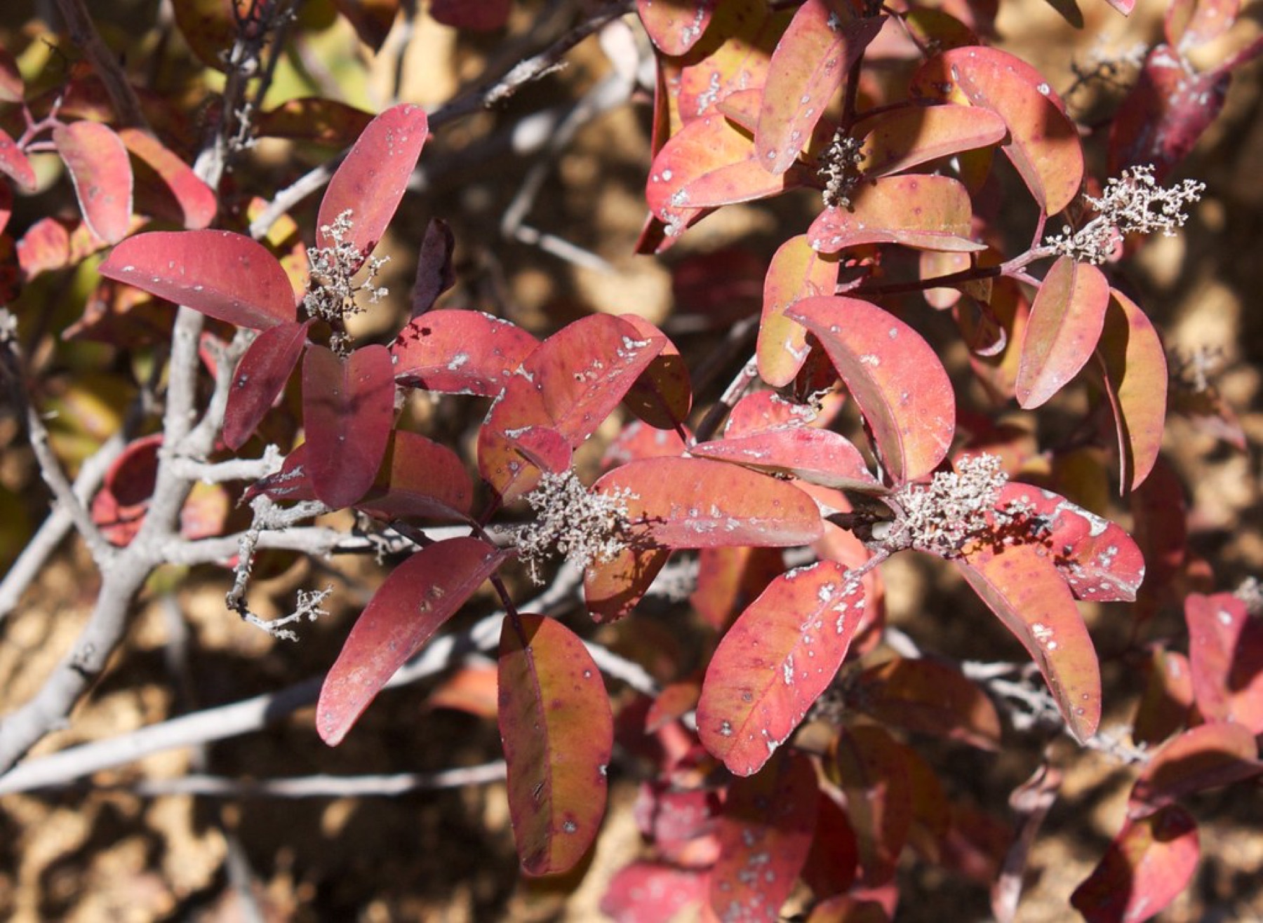 Laurel Sumac — photo 23