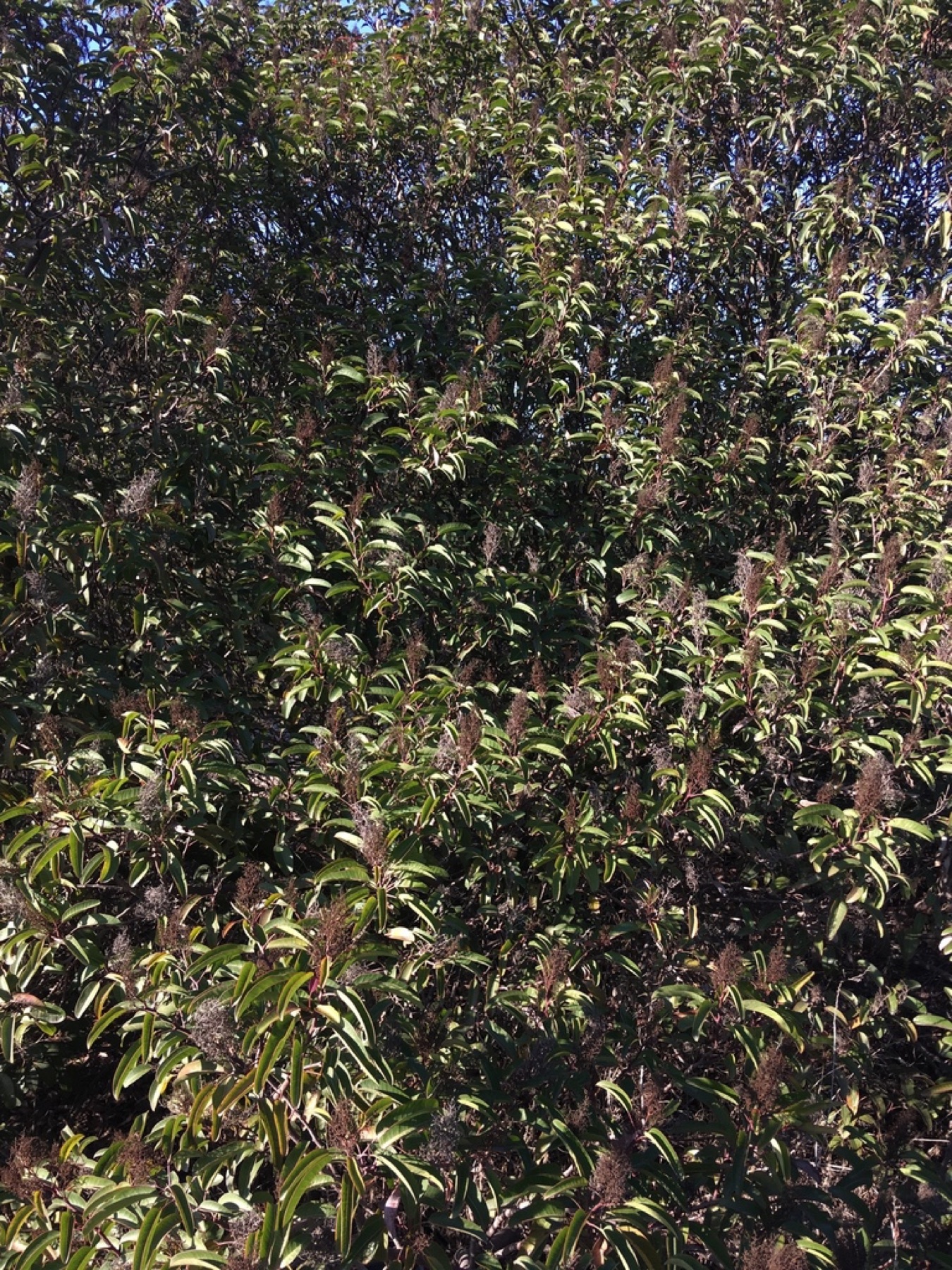 Laurel Sumac — photo 24