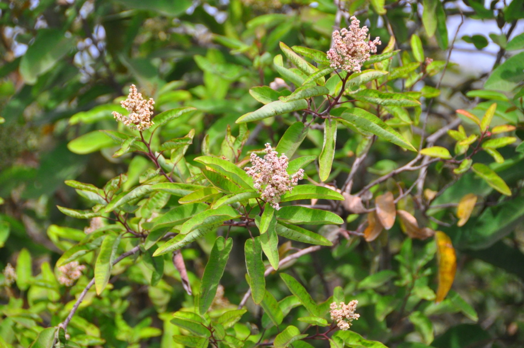 Laurel Sumac — photo 1