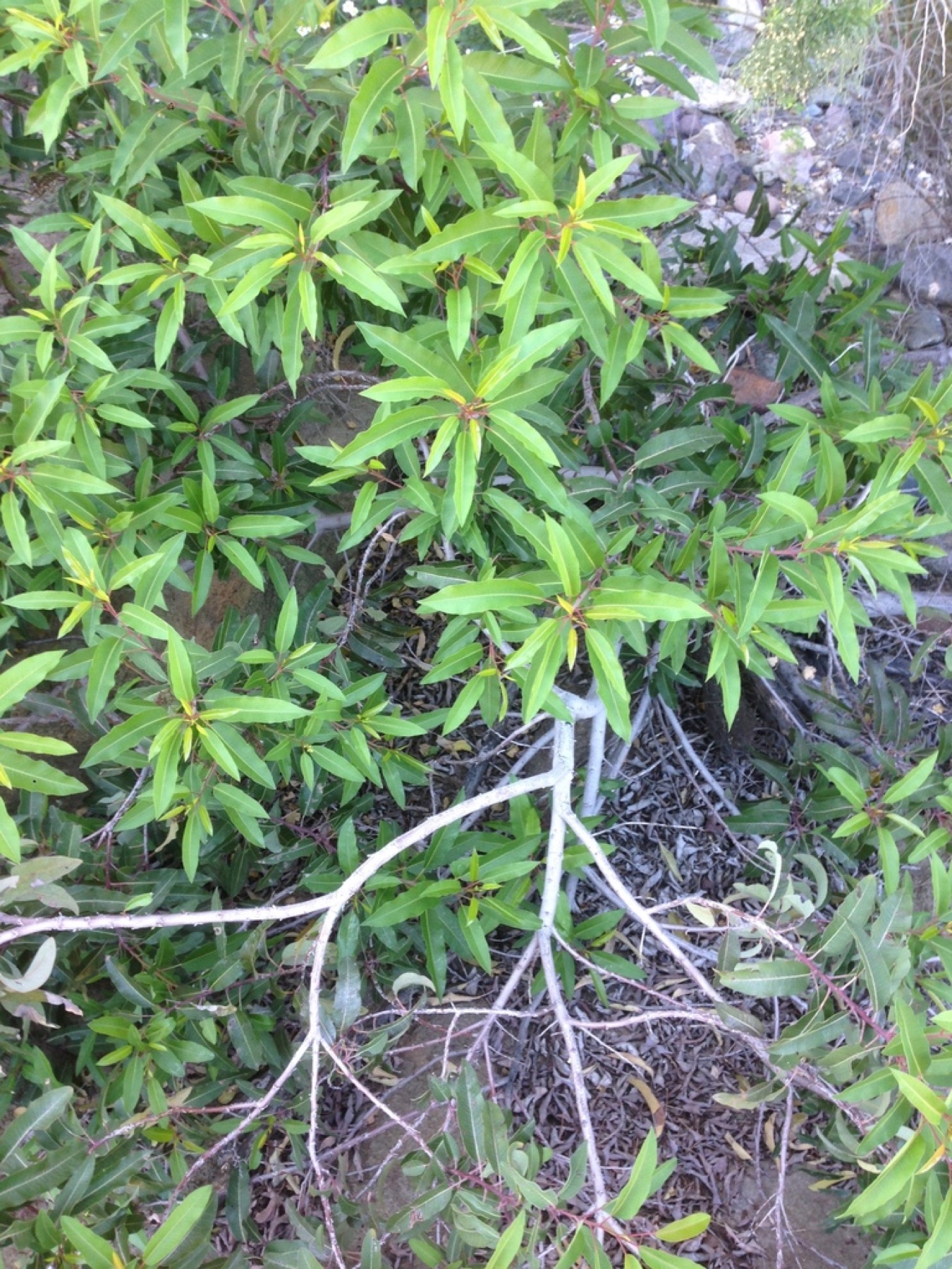 Laurel Sumac — photo 2