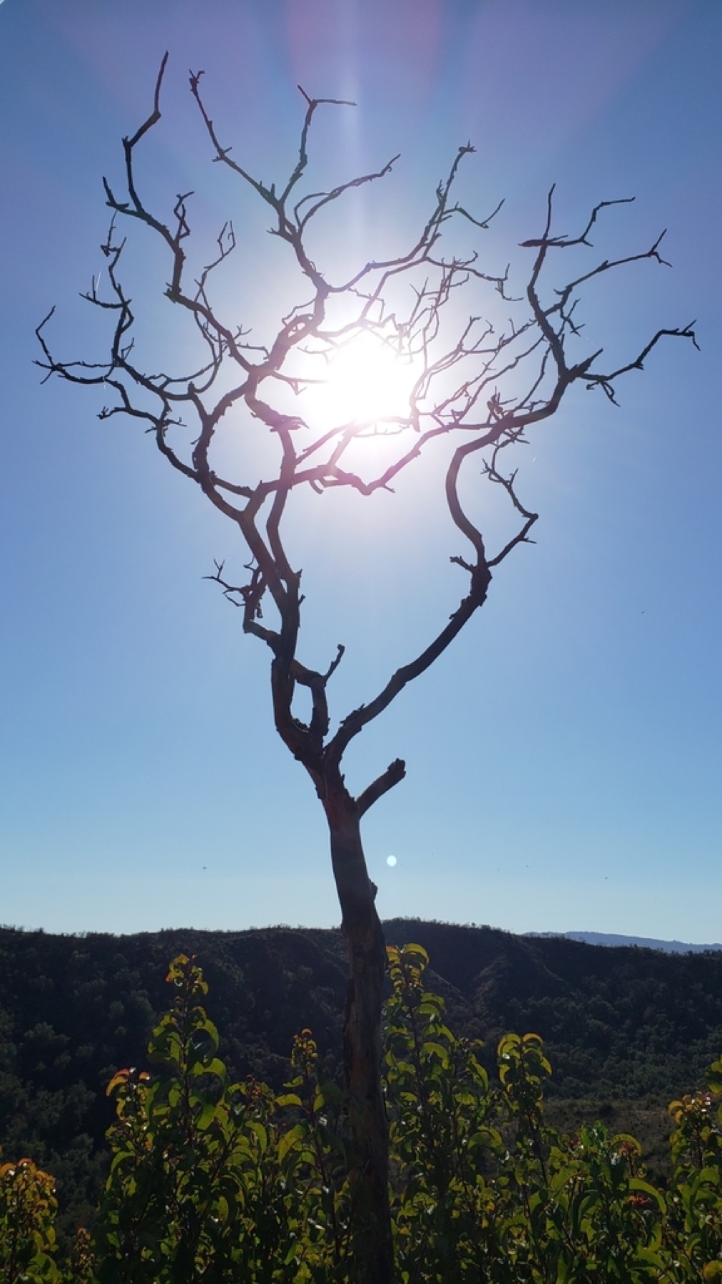 Laurel Sumac — photo 3