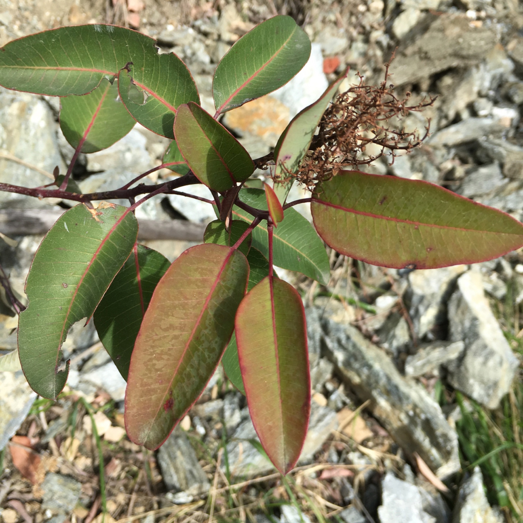 Laurel Sumac — photo 4