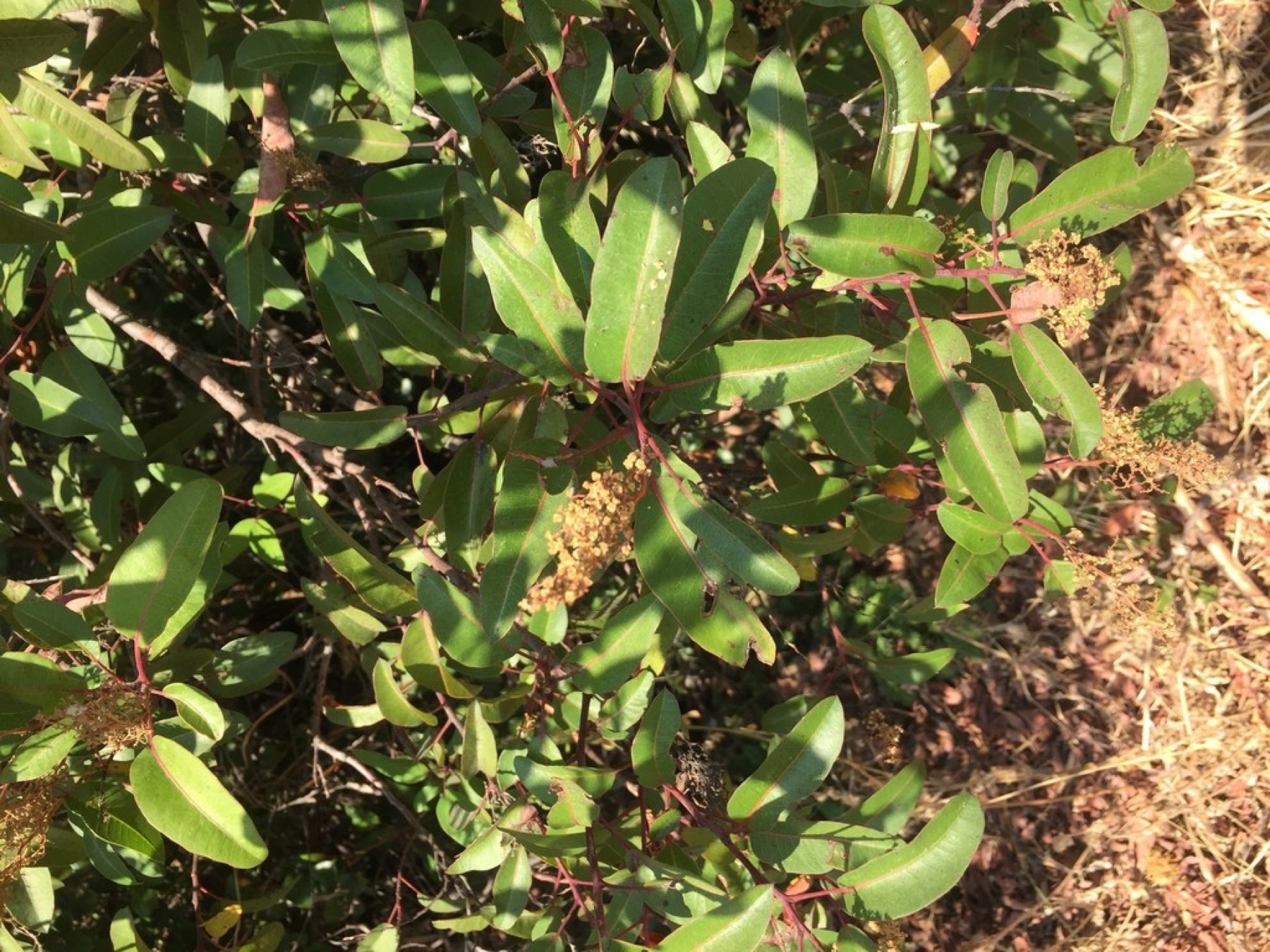 Laurel Sumac — photo 5
