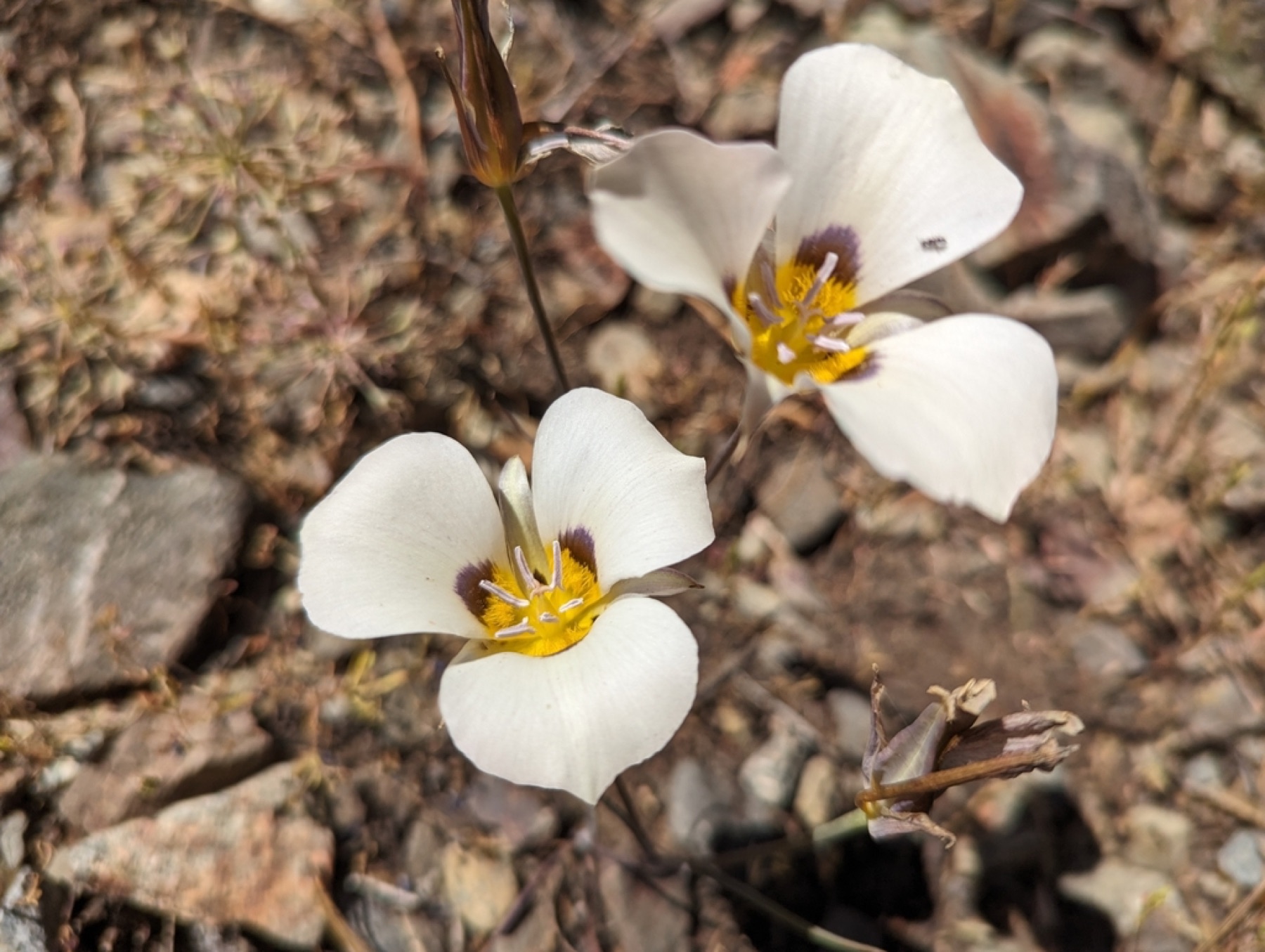 Leichtlin's Mariposa Lily — photo 6