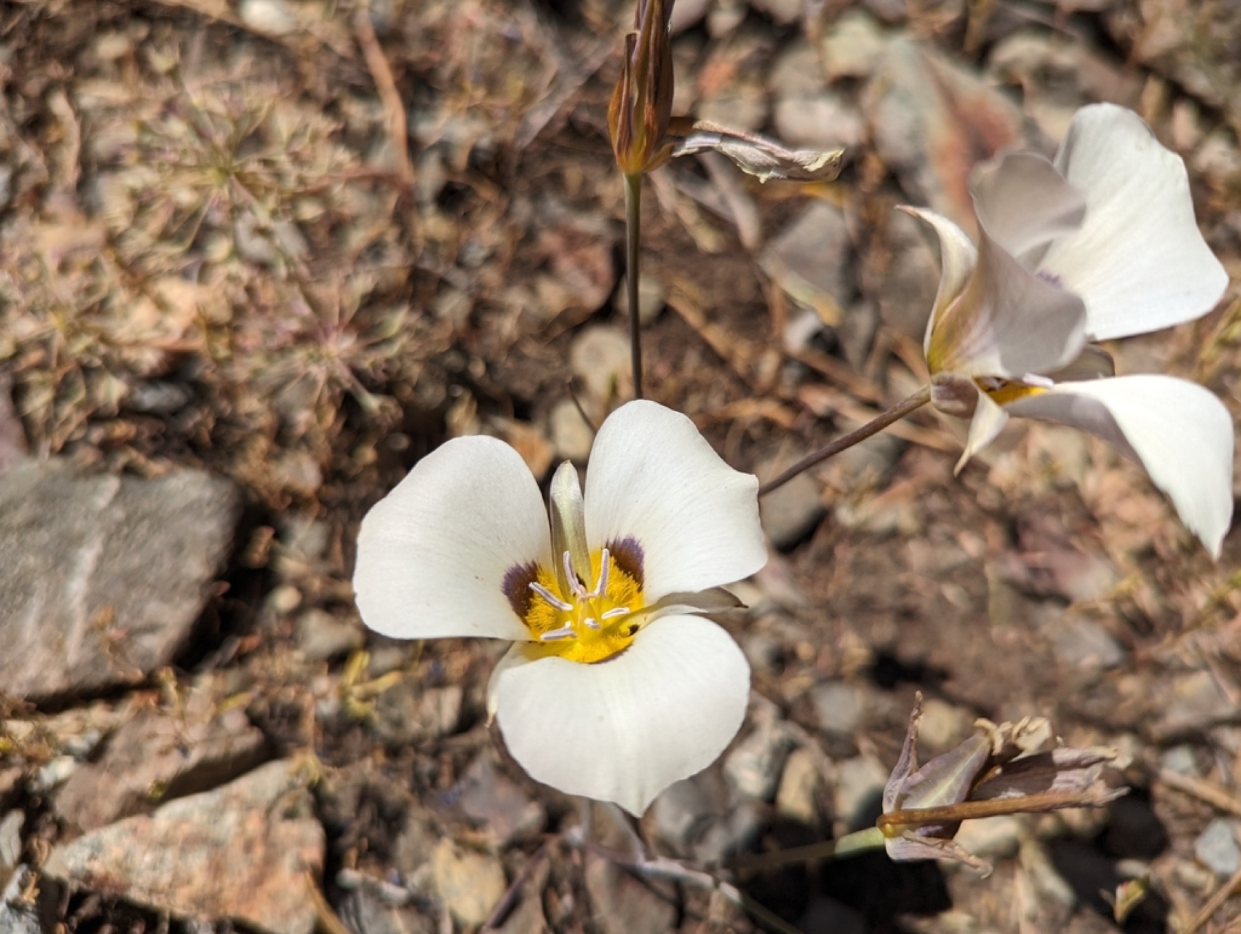 Leichtlin's Mariposa Lily — photo 7