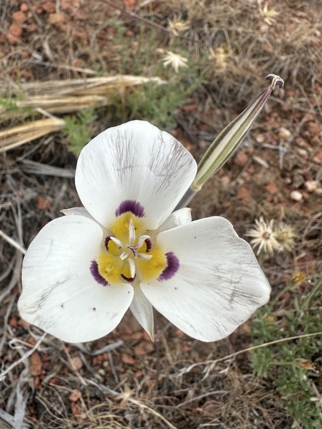 Leichtlin's Mariposa Lily — photo 8