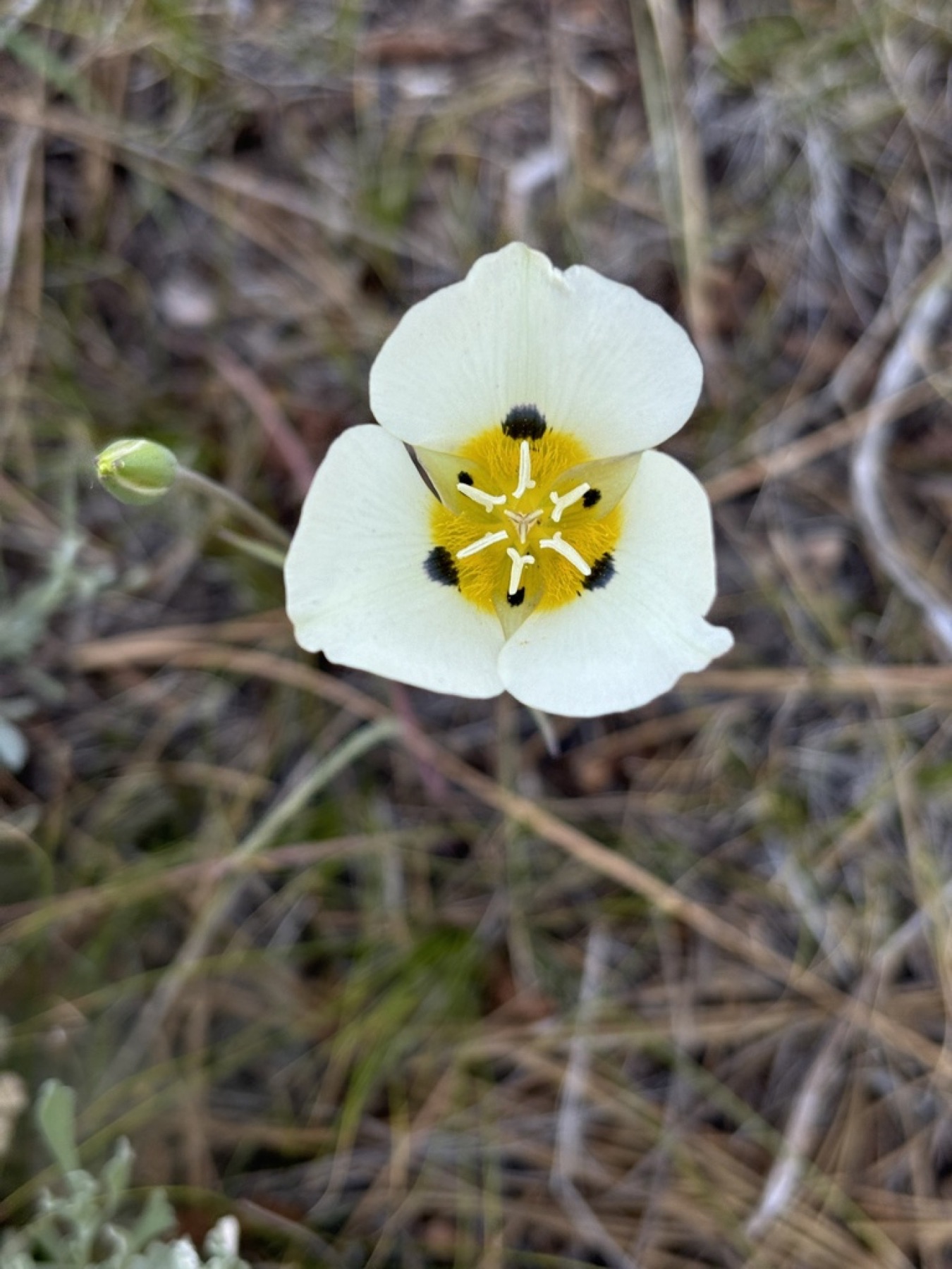 Leichtlin's Mariposa Lily — photo 9