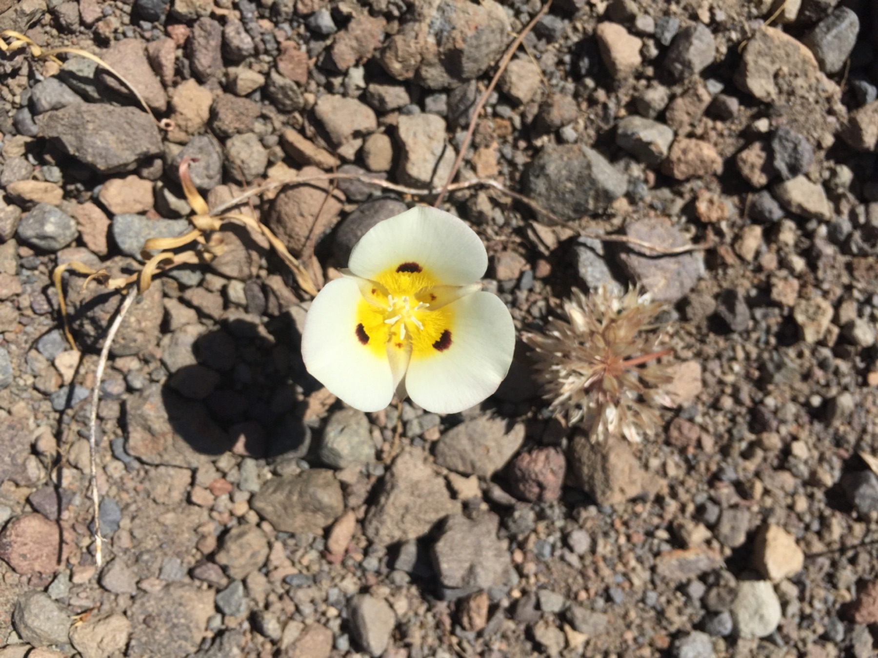 Leichtlin's Mariposa Lily — photo 10