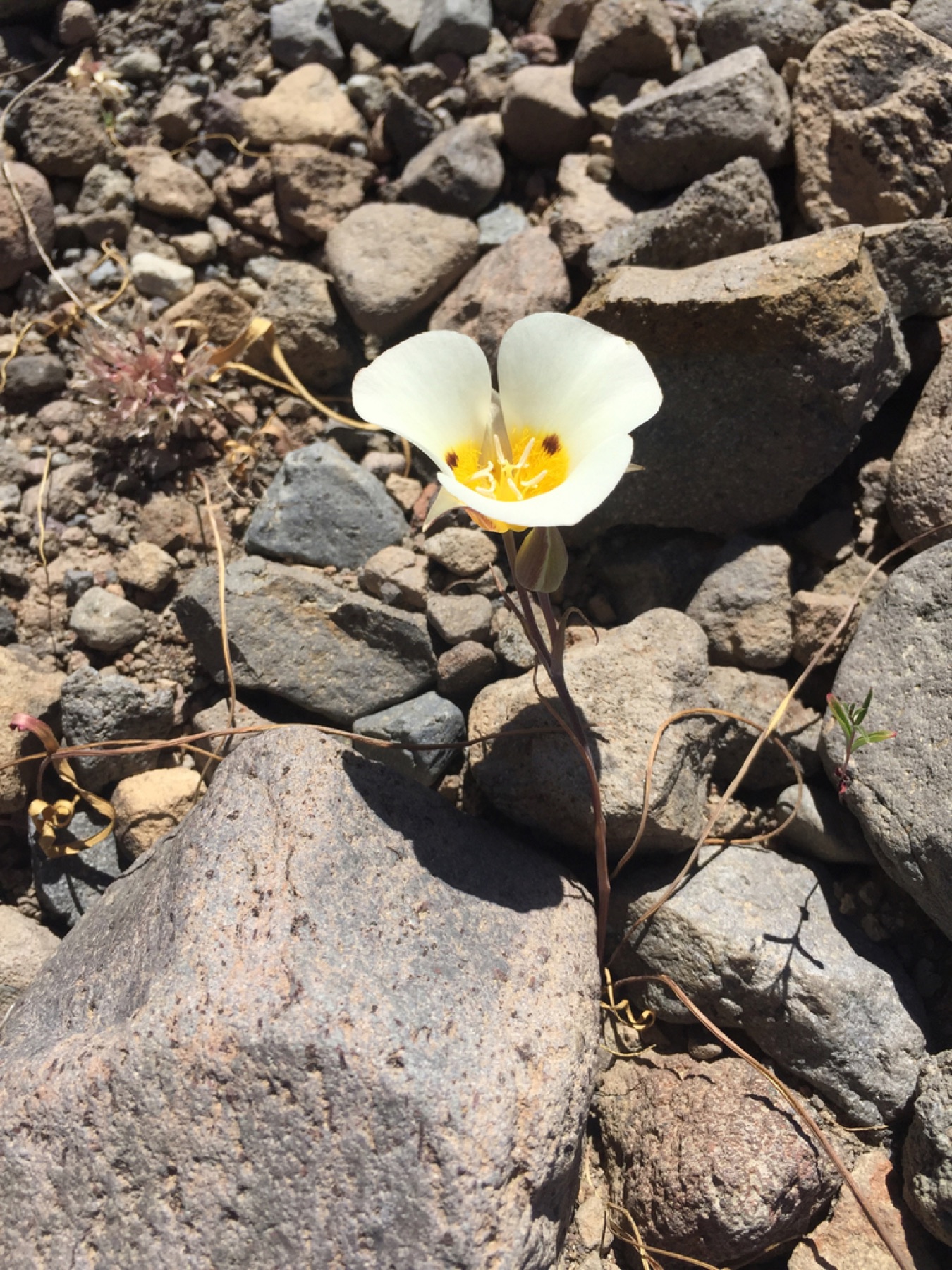 Leichtlin's Mariposa Lily — photo 11