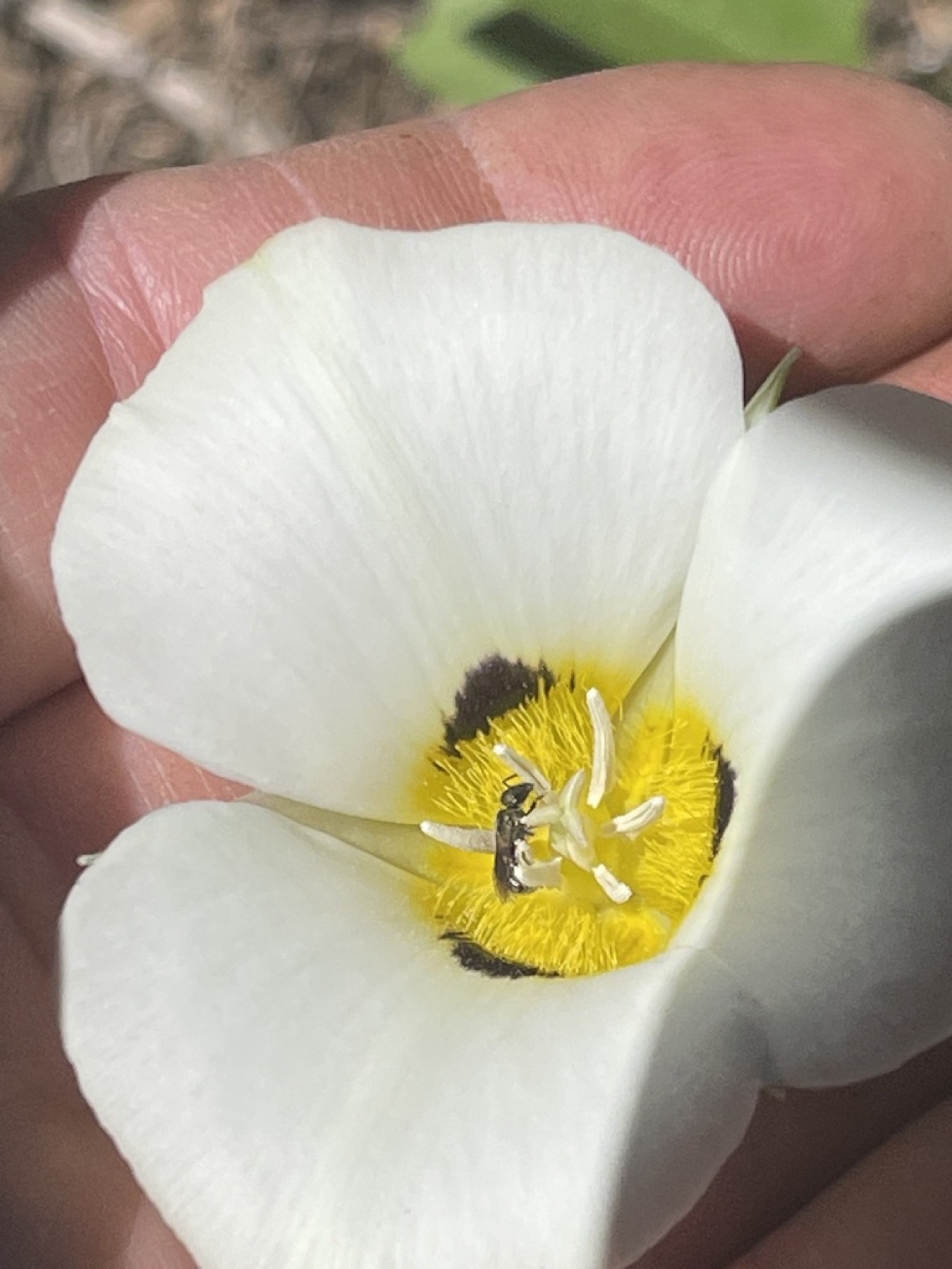 Leichtlin's Mariposa Lily — photo 12