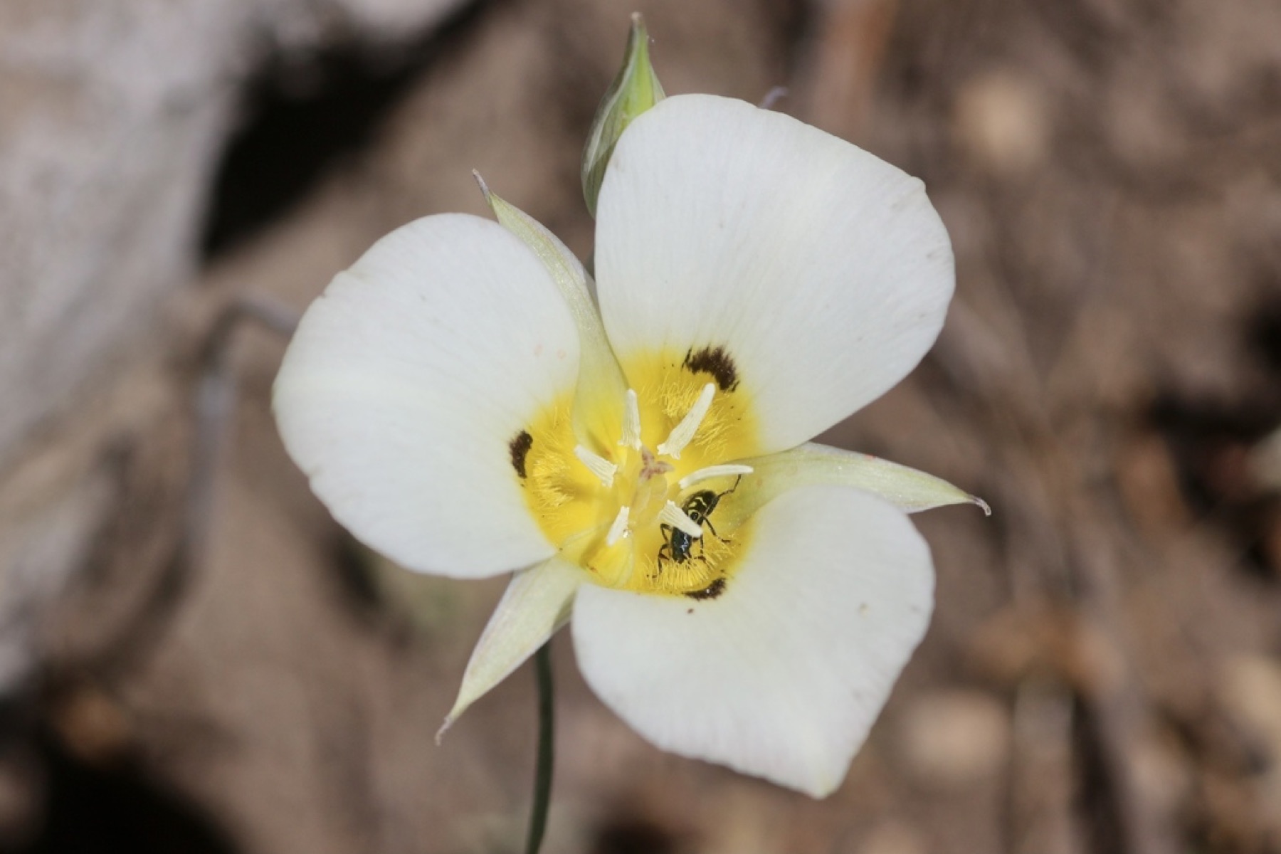 Leichtlin's Mariposa Lily — photo 13